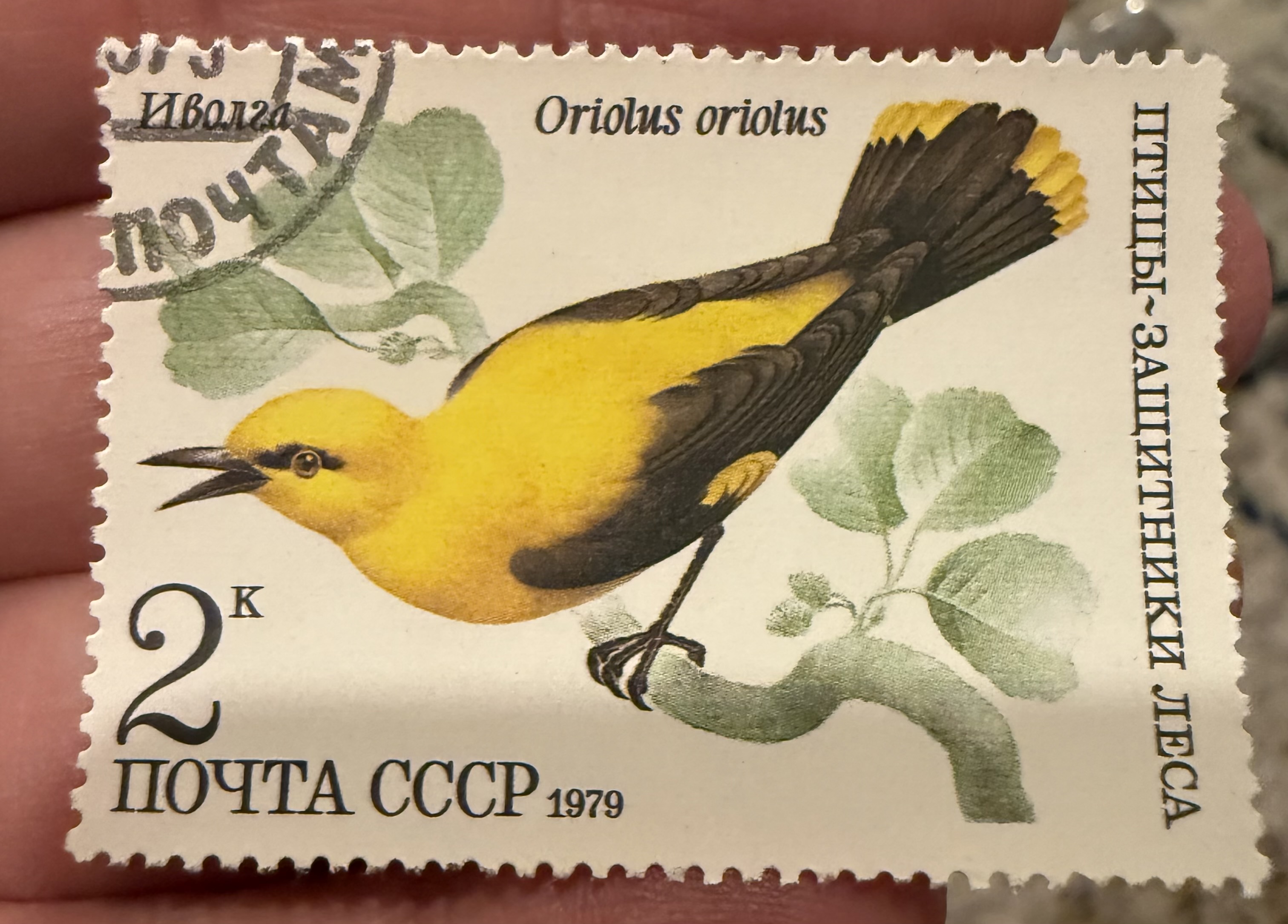 Eurasian Golden Oriole- CCCP