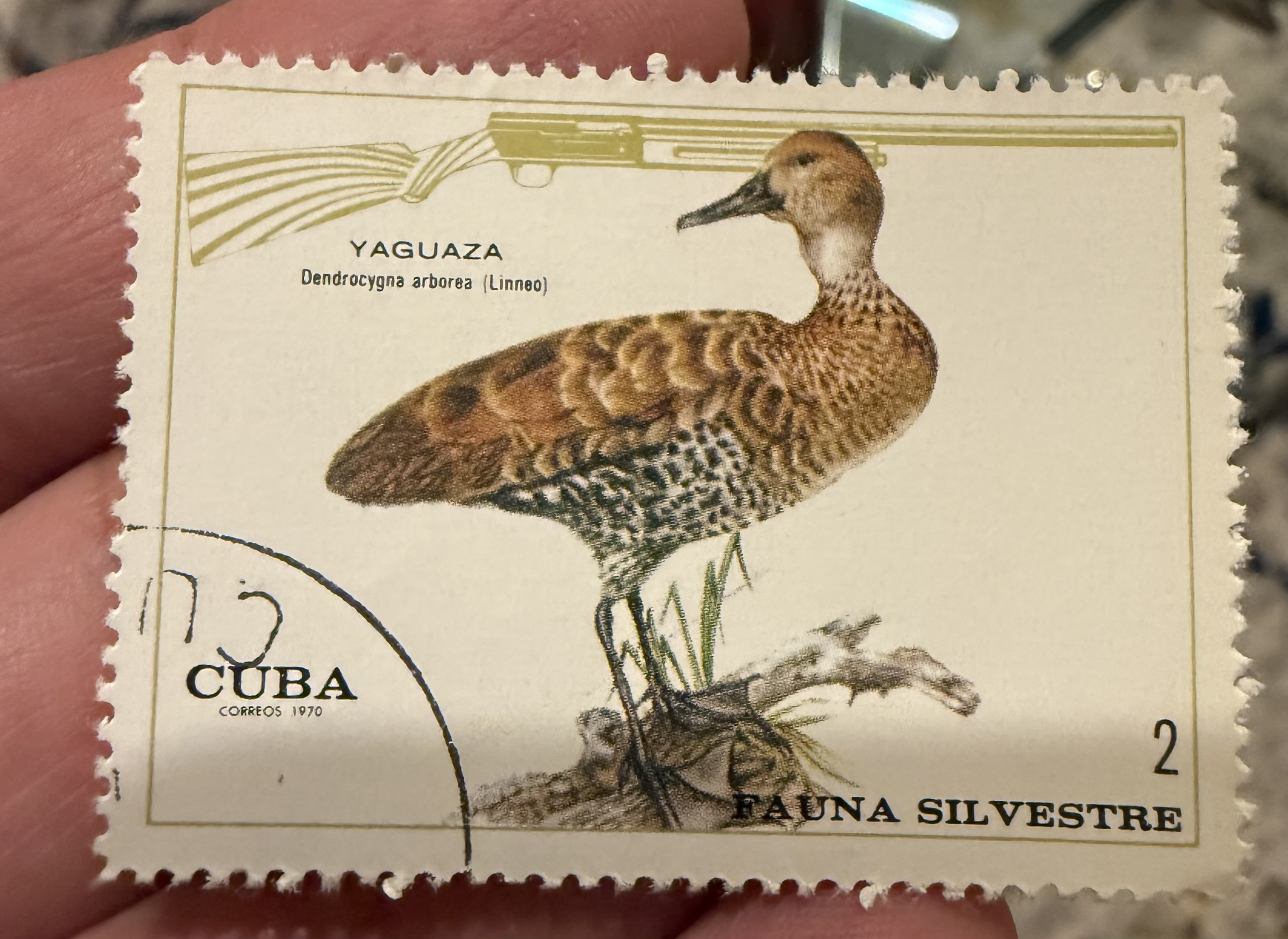 West Indian Whistling Duck