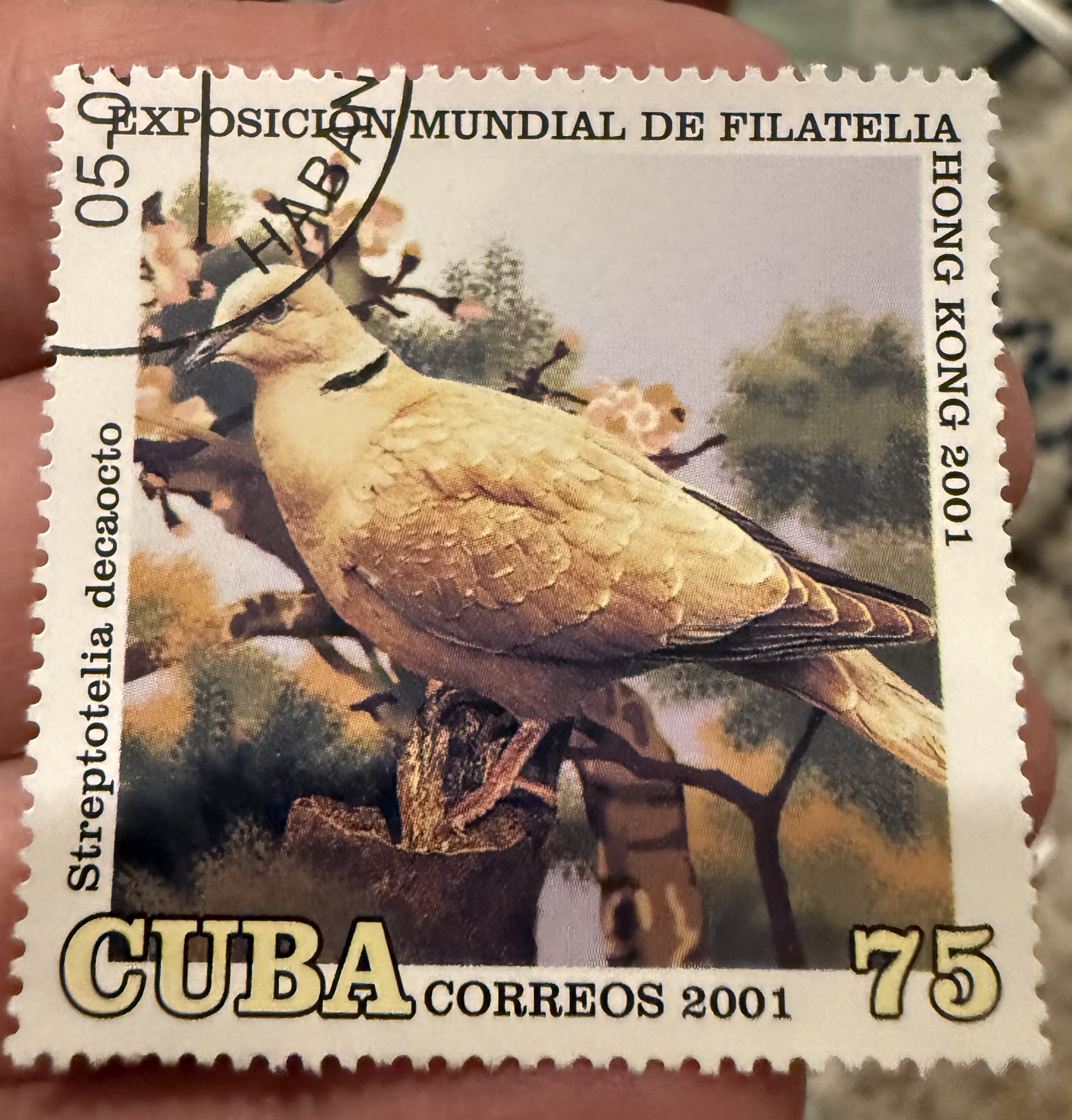 Eurasian Collared Dove