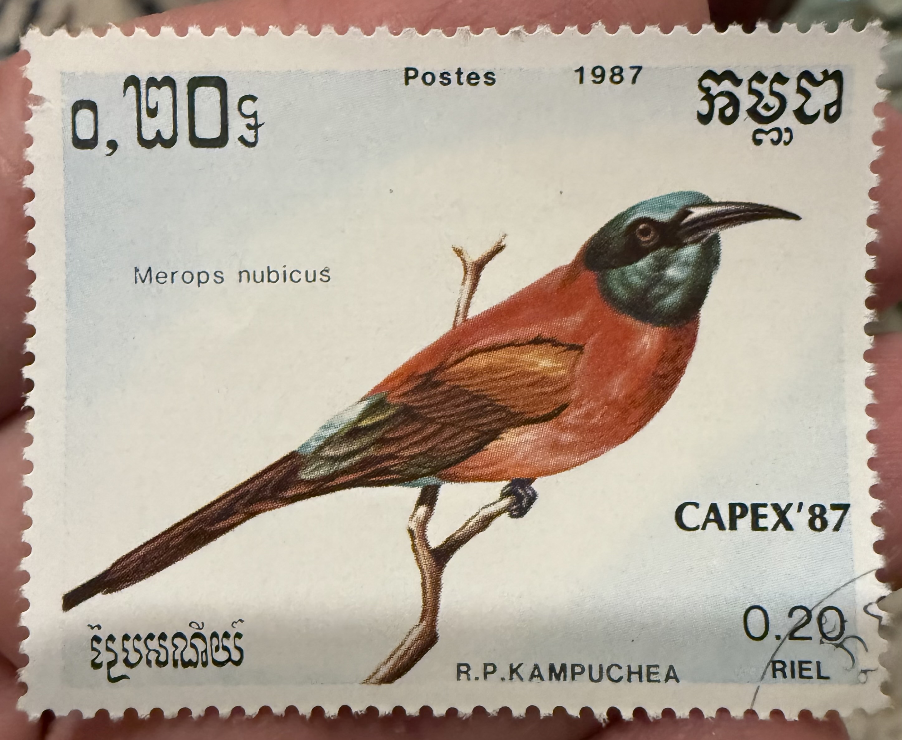 Northern Carmine Bee Eater