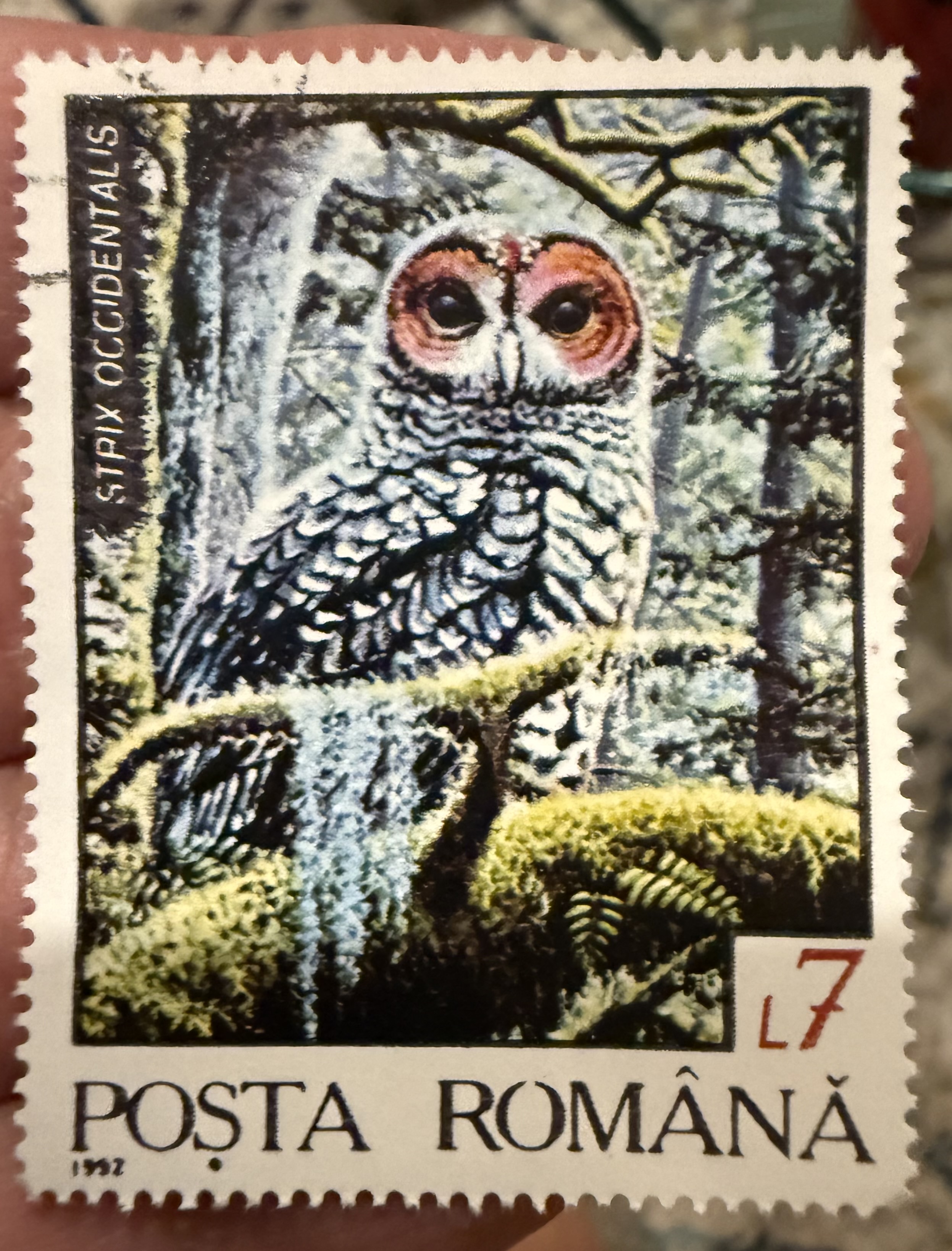 Spotted Owl- Romania