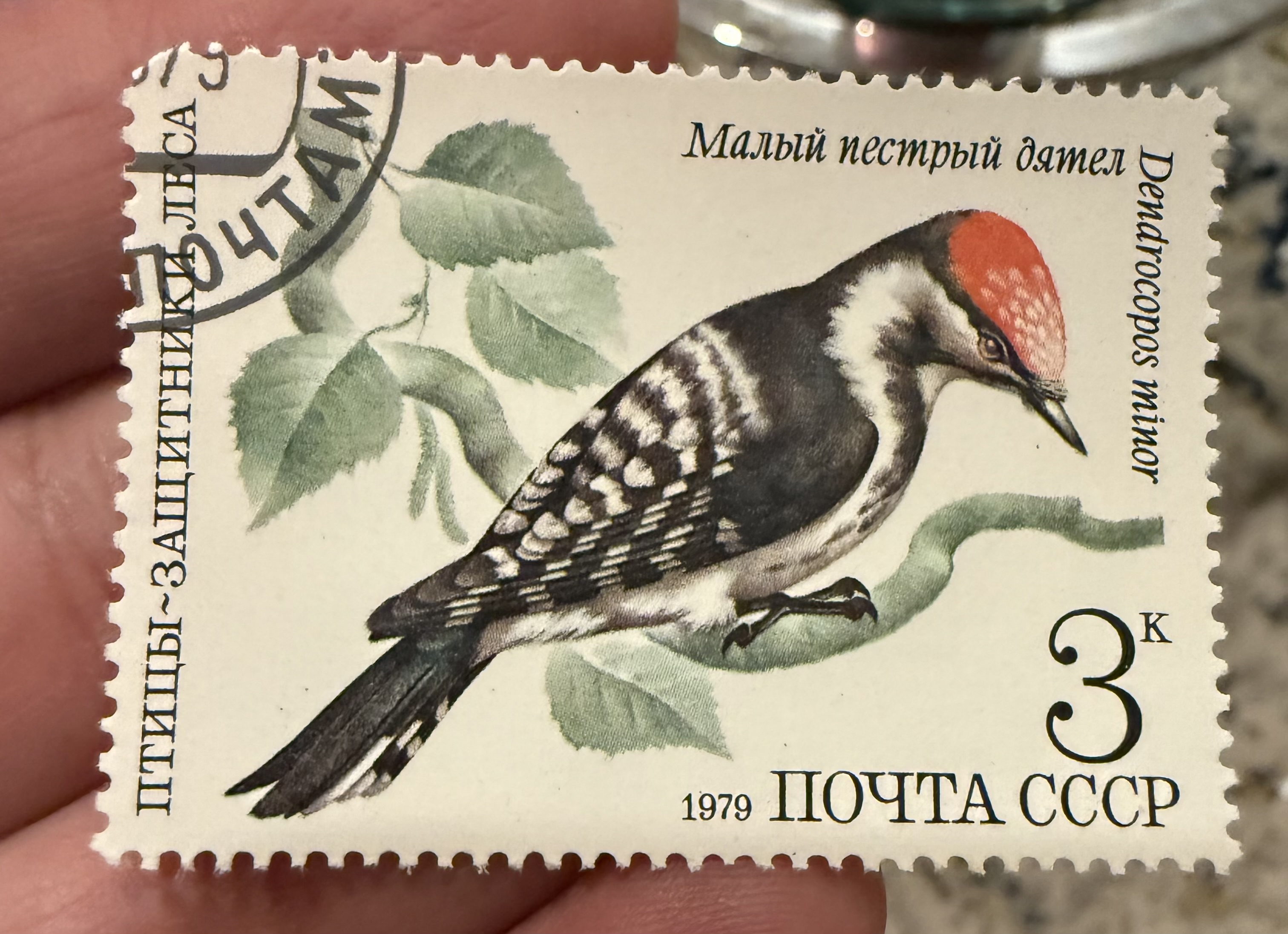 Lesser Spotted Woodpecker