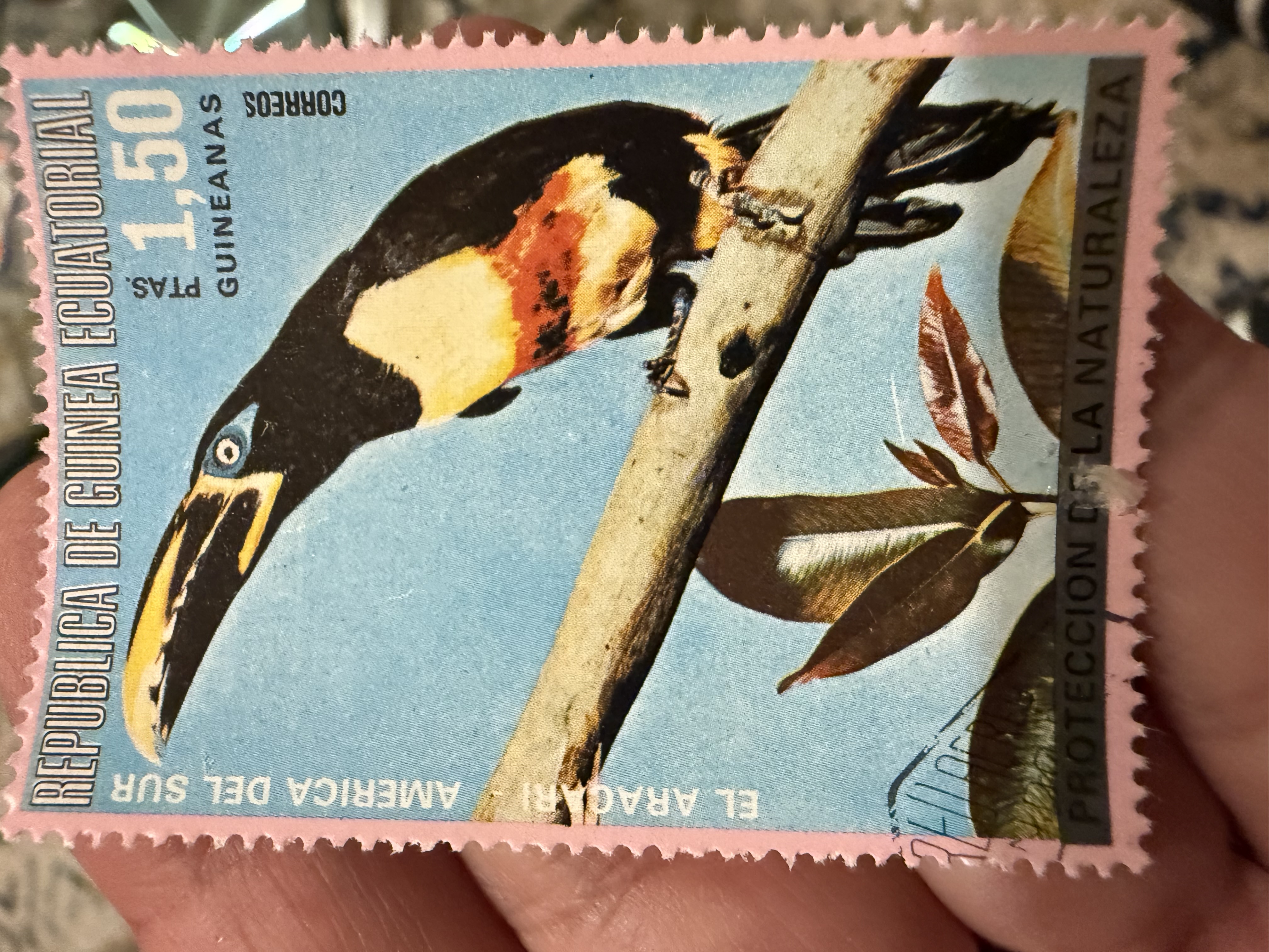 Chestnut Eared Aracari