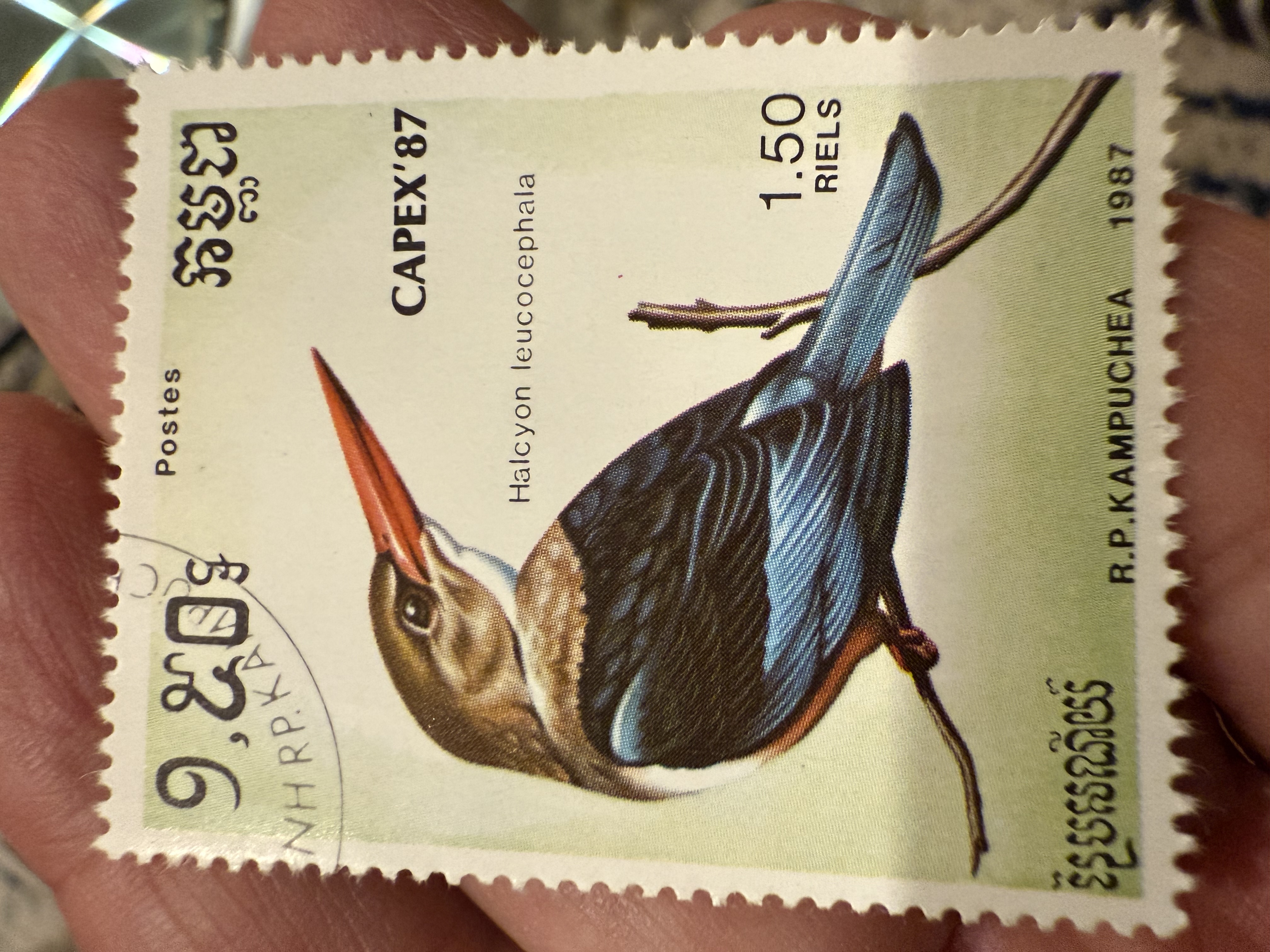 Grey Headed Kingfisher