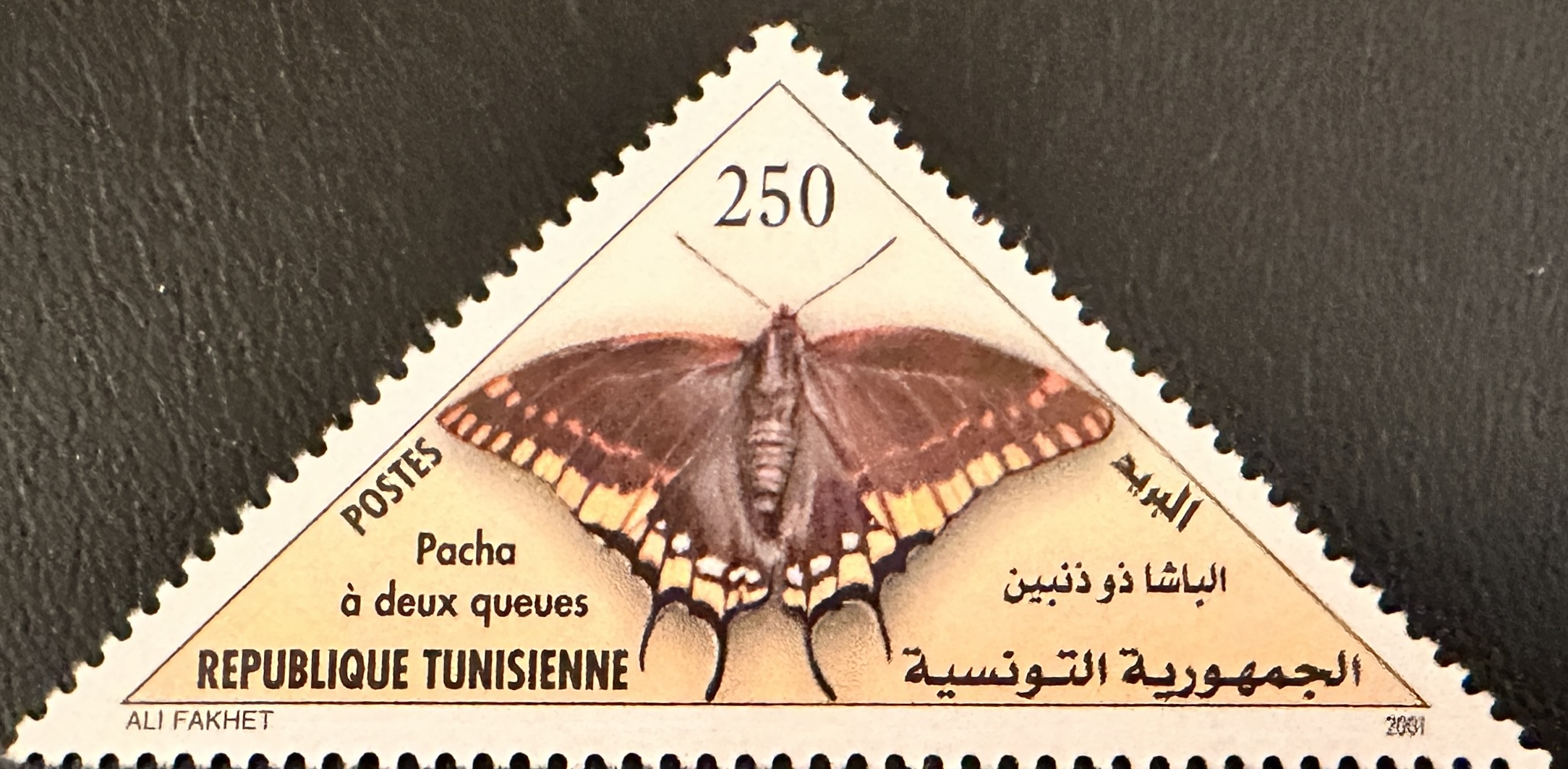 Tunisia Butterflies 3