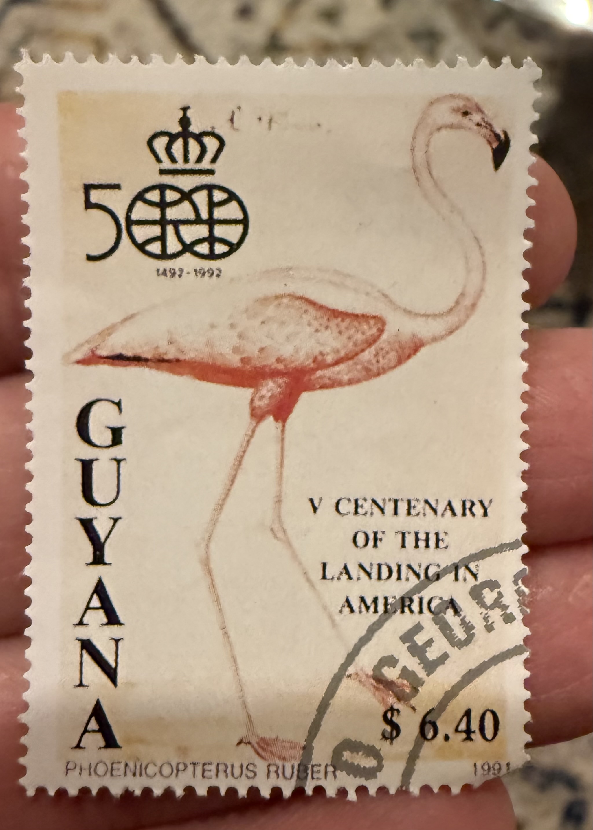 American Flamingo- Guyana