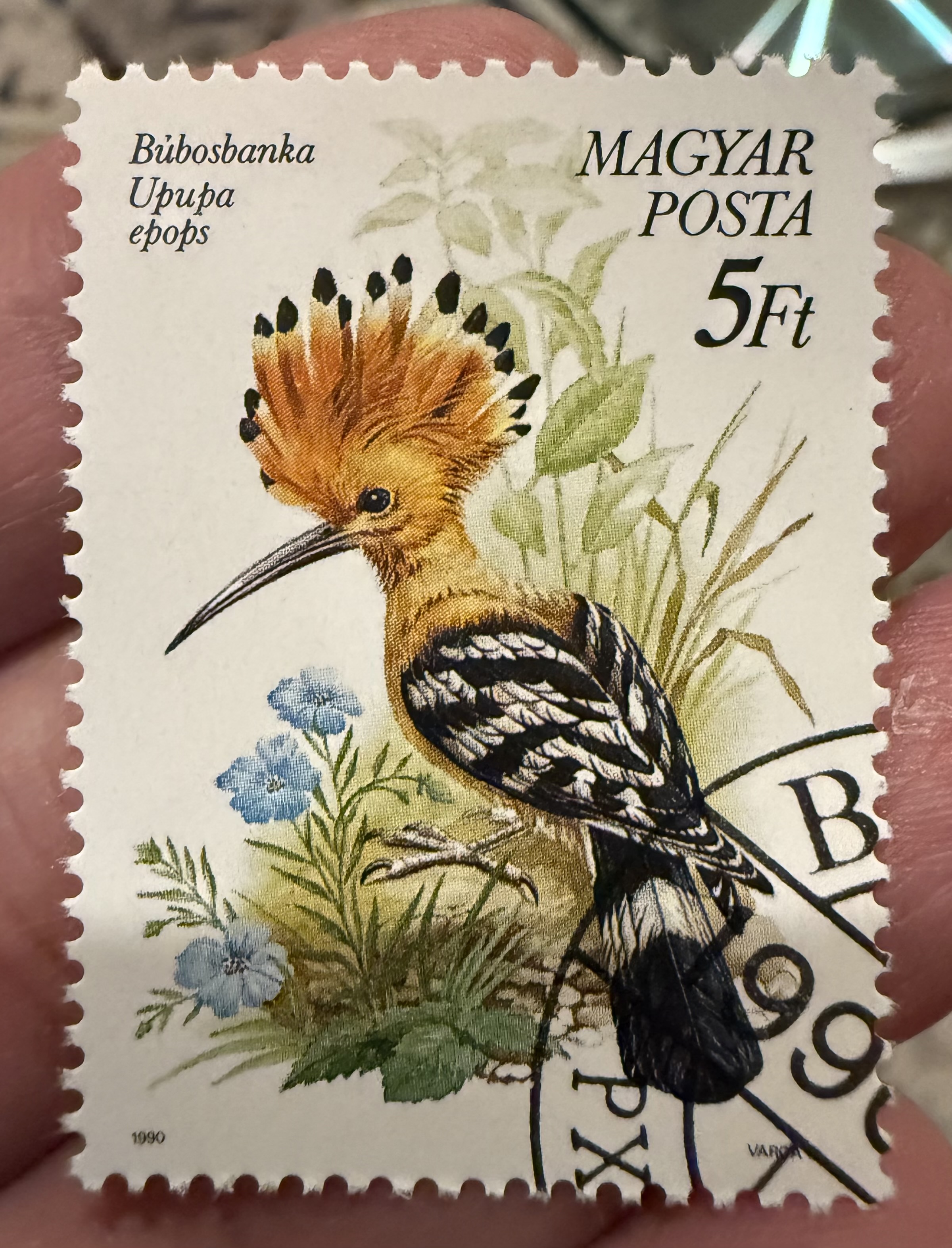 Eurasian Hoopoe-Hungary 