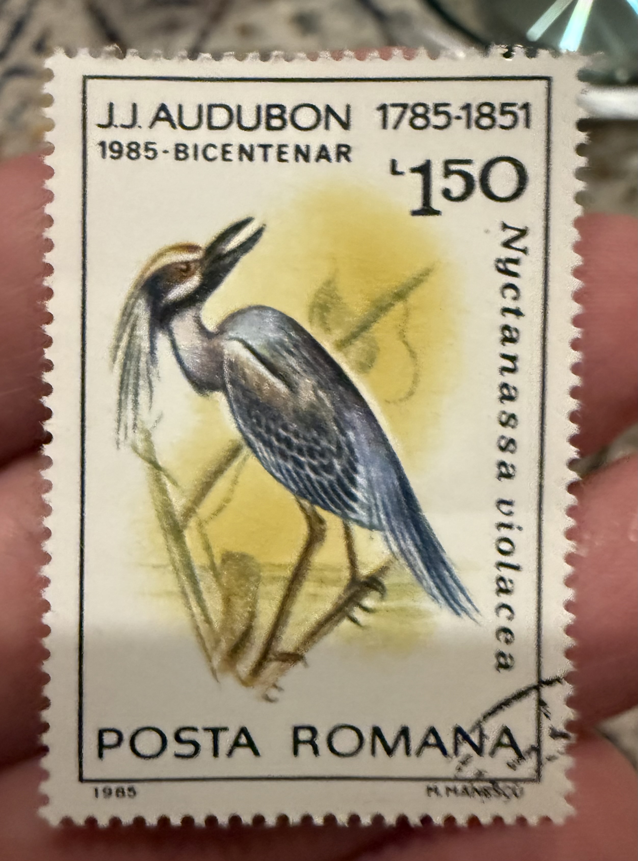 Yellow Crowned Night Heron