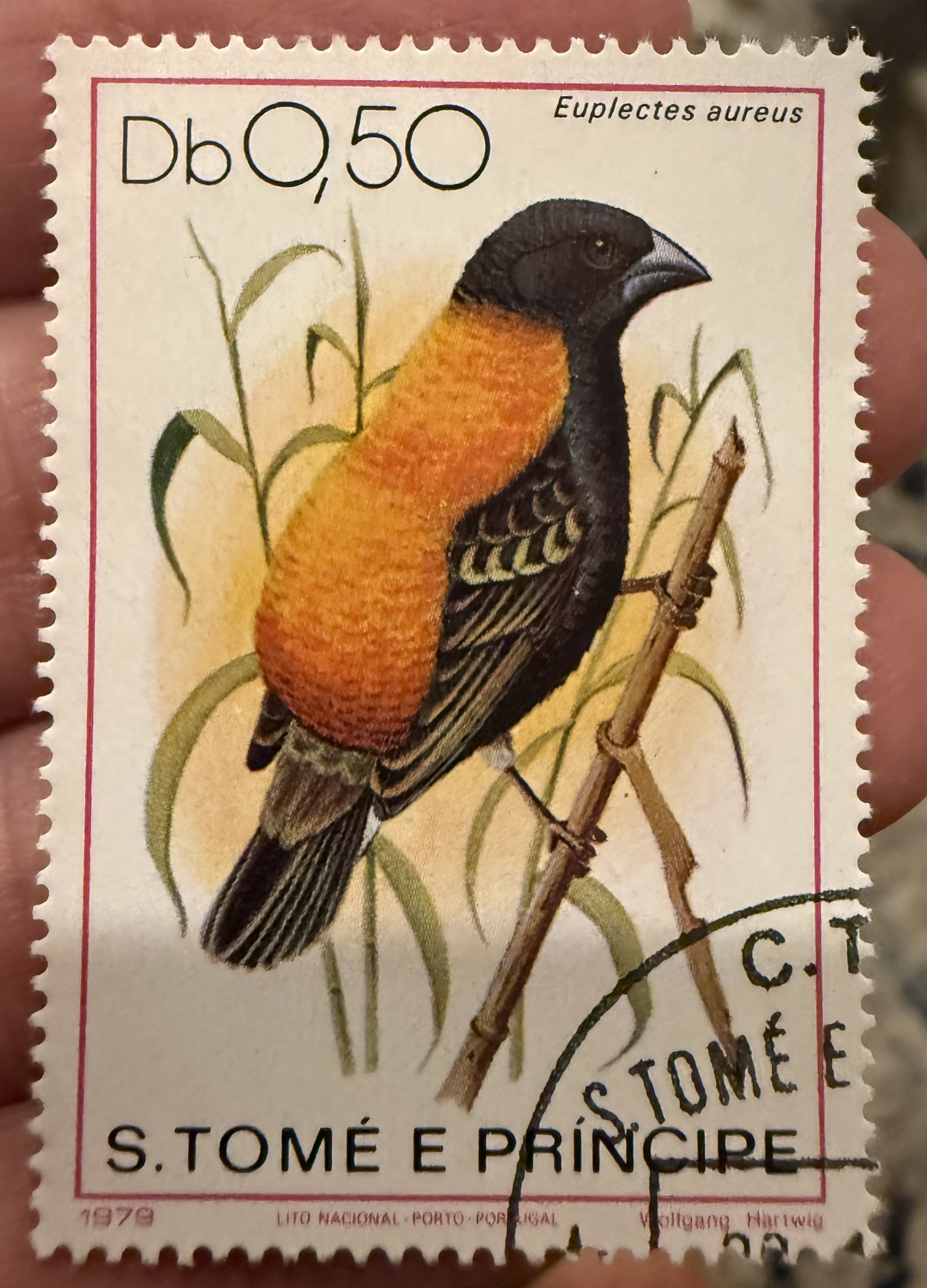 Golden Backed Bishop