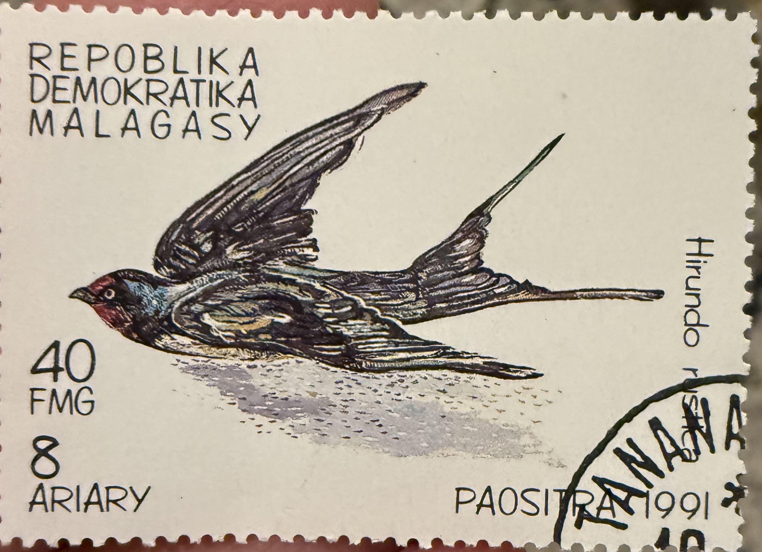 Barn Swallow-Malagassy