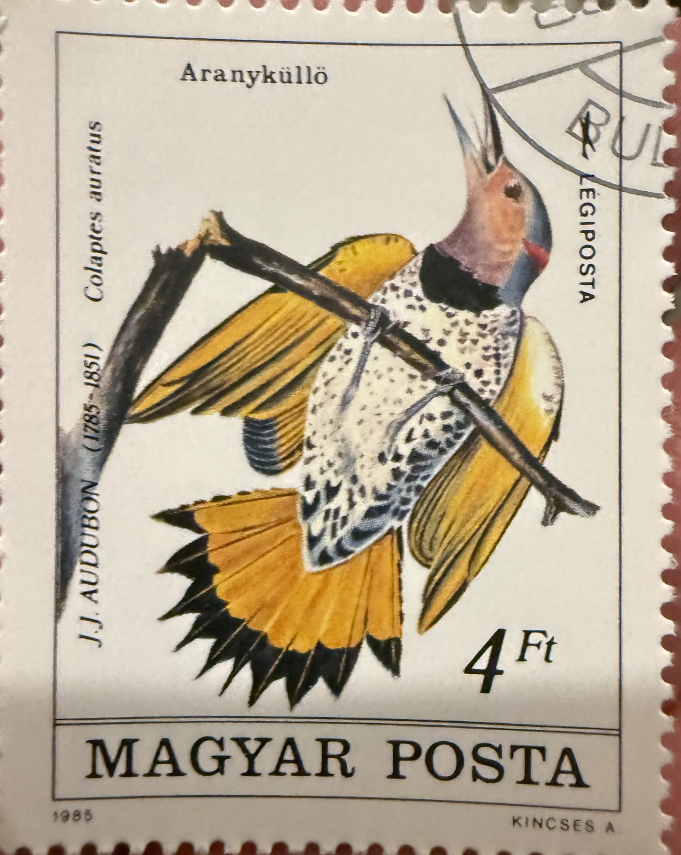 Northern Flicker-Hungary