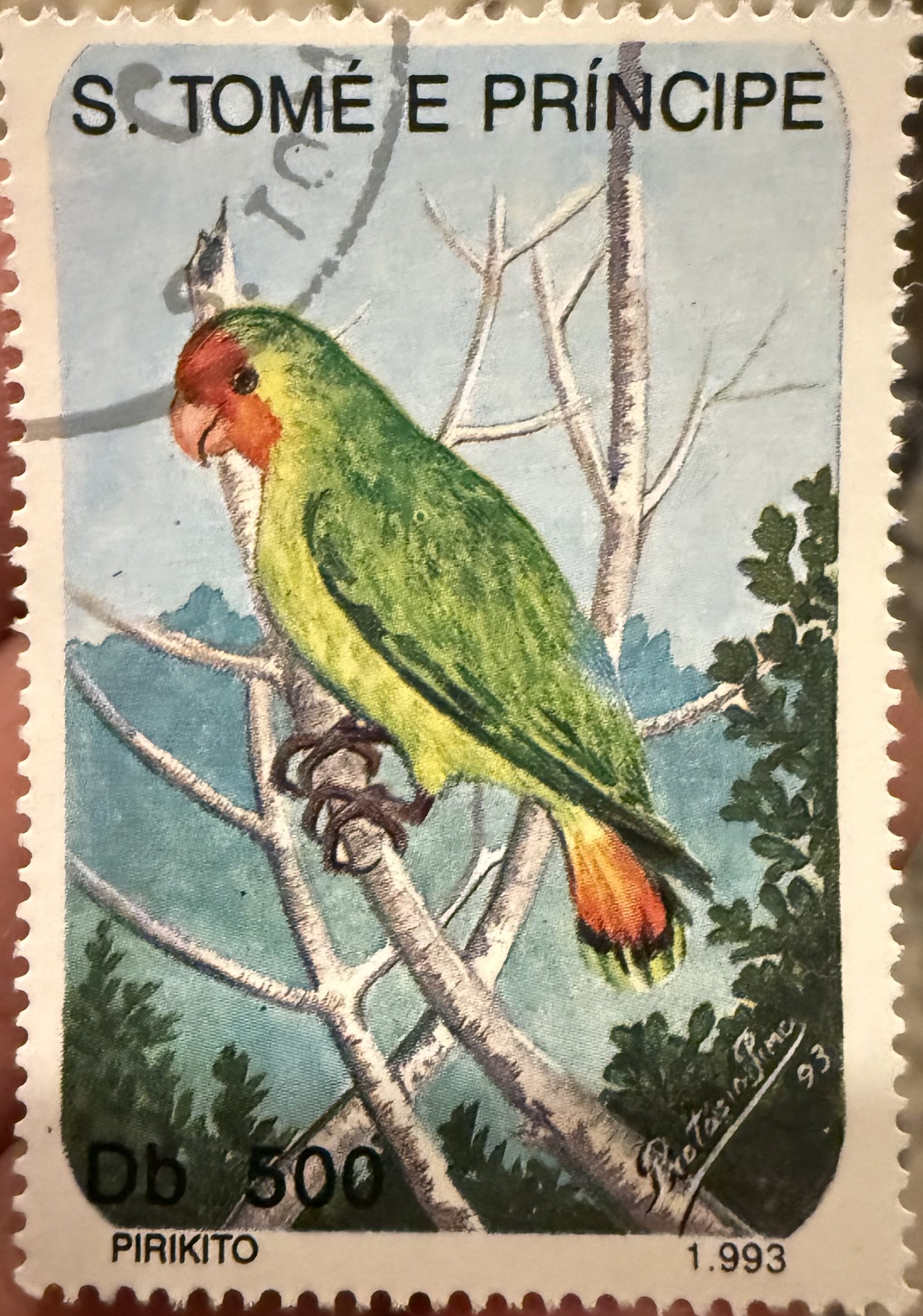 Red Faced Lovebird-Sao Tome