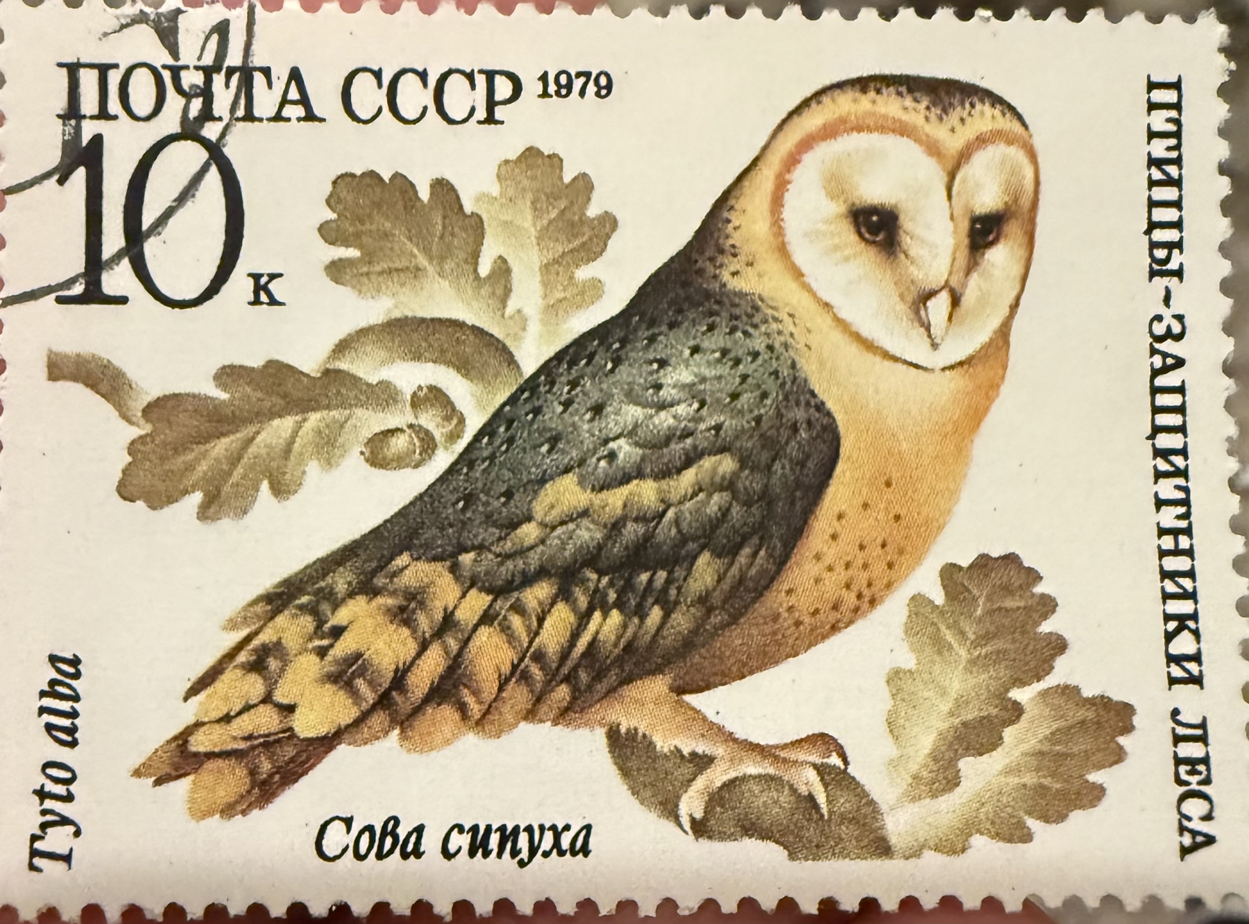 Barn Owl -CCCP