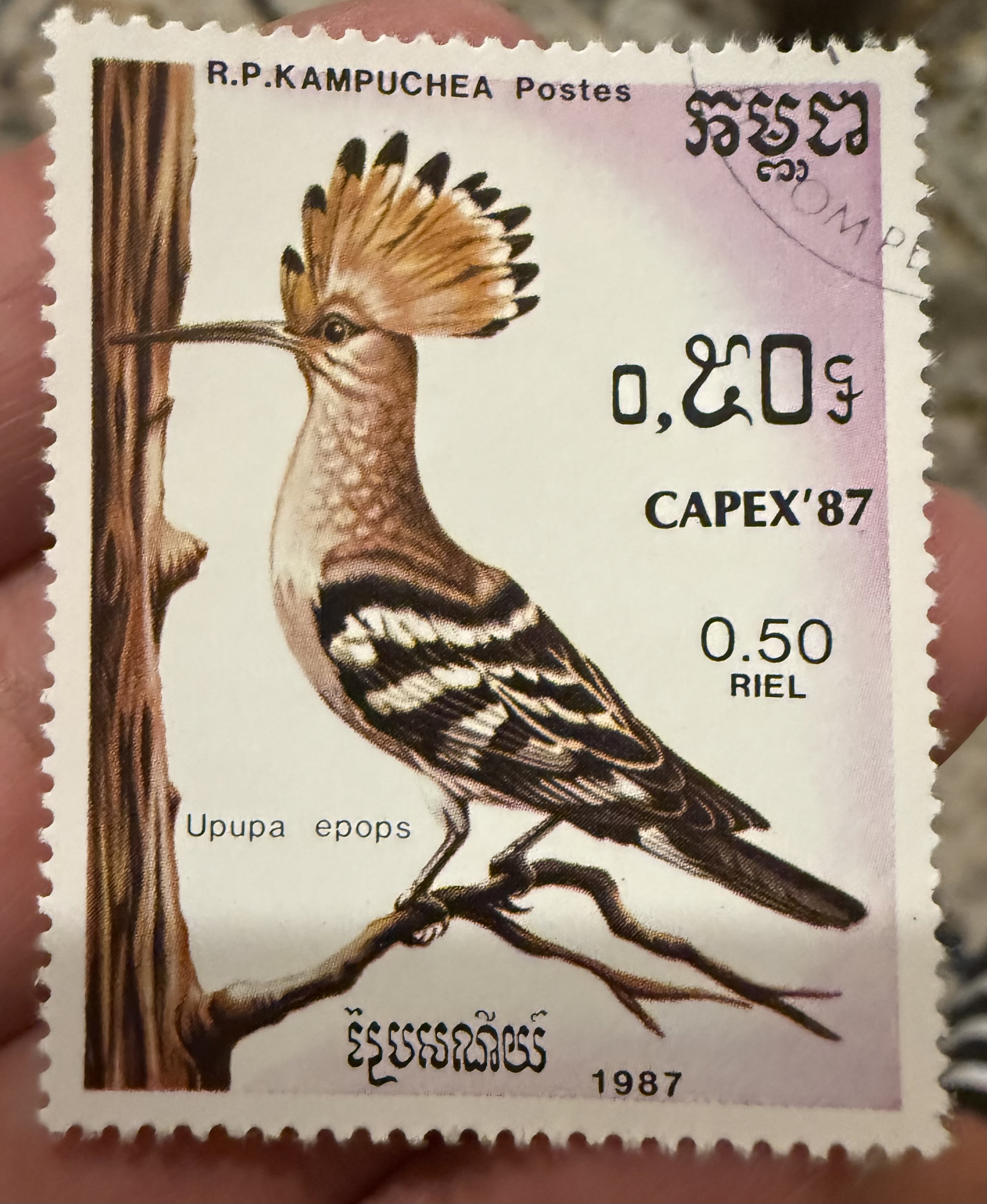 Eurasian Hoopoe - Cambodia
