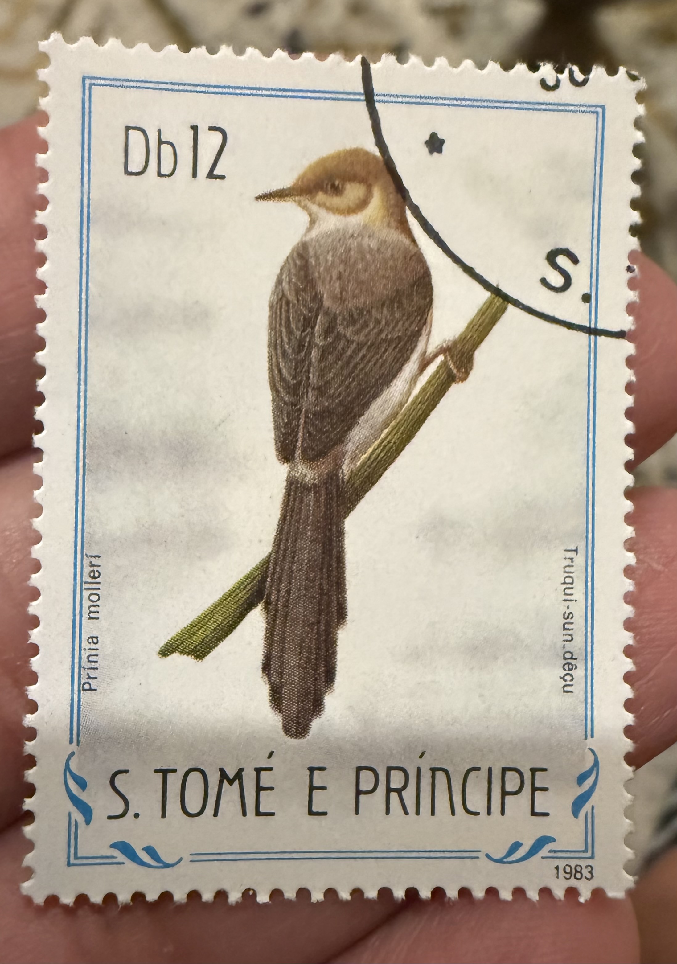 St Tome Prinia