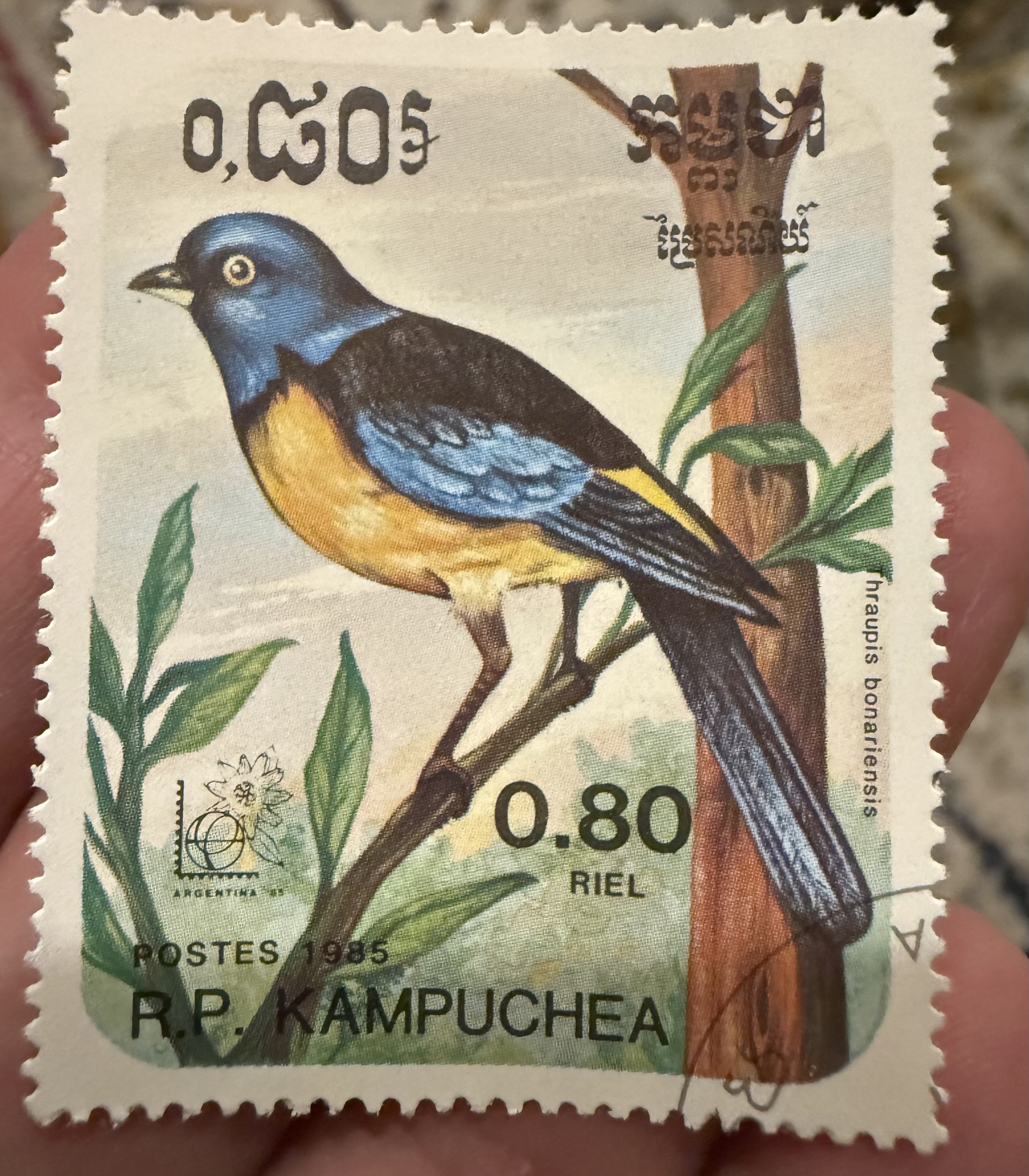 Blue and yellow Tanager