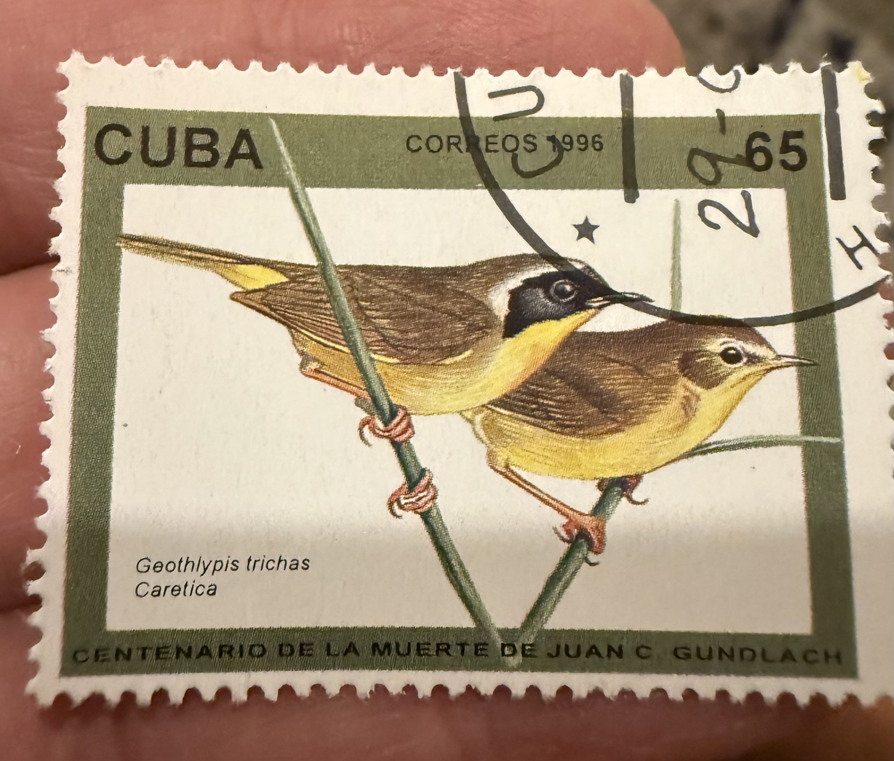 Common Yellow Throat-Cuba