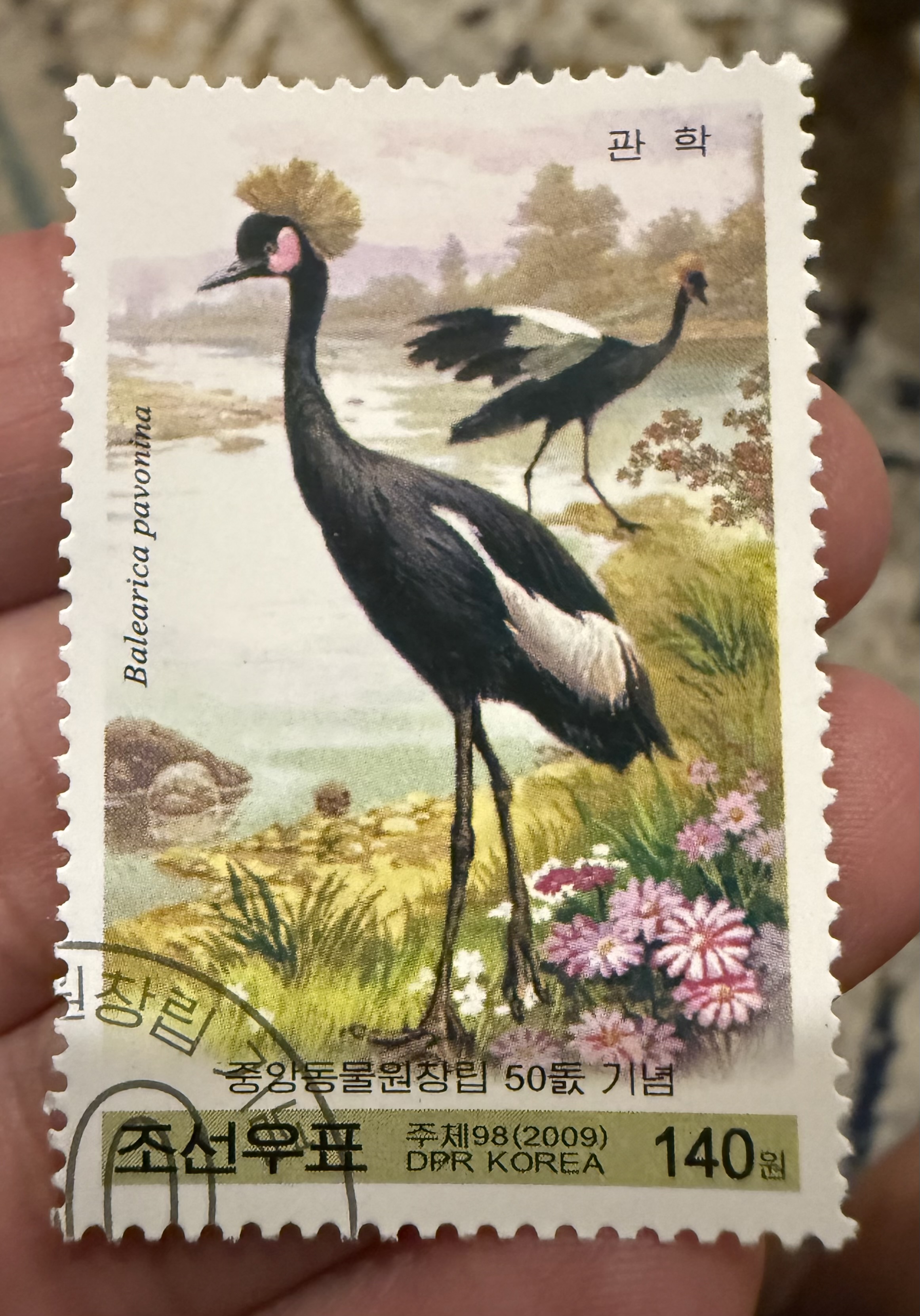 Black Crowned Crane- North Korea