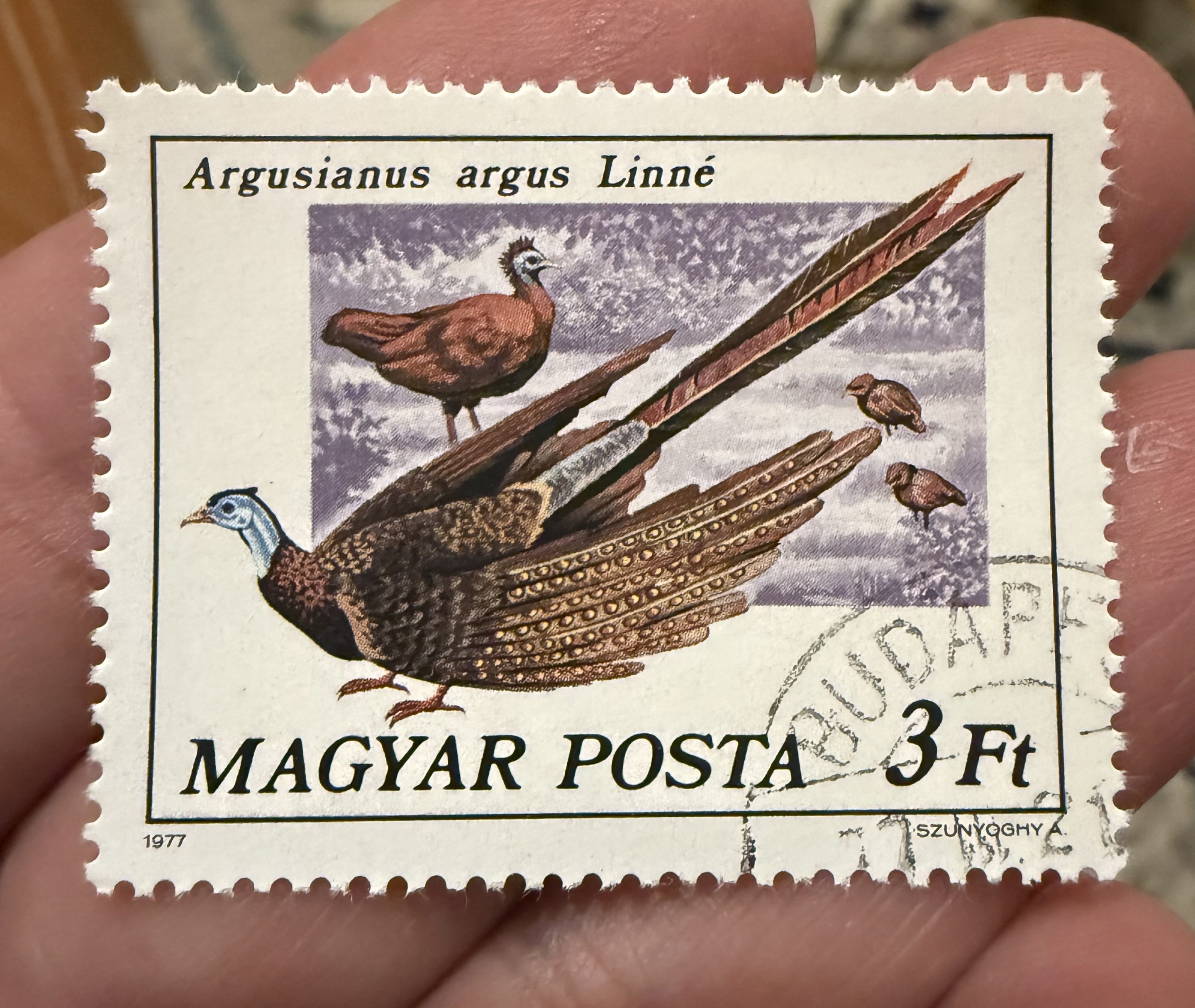 Great Argus Pheasant