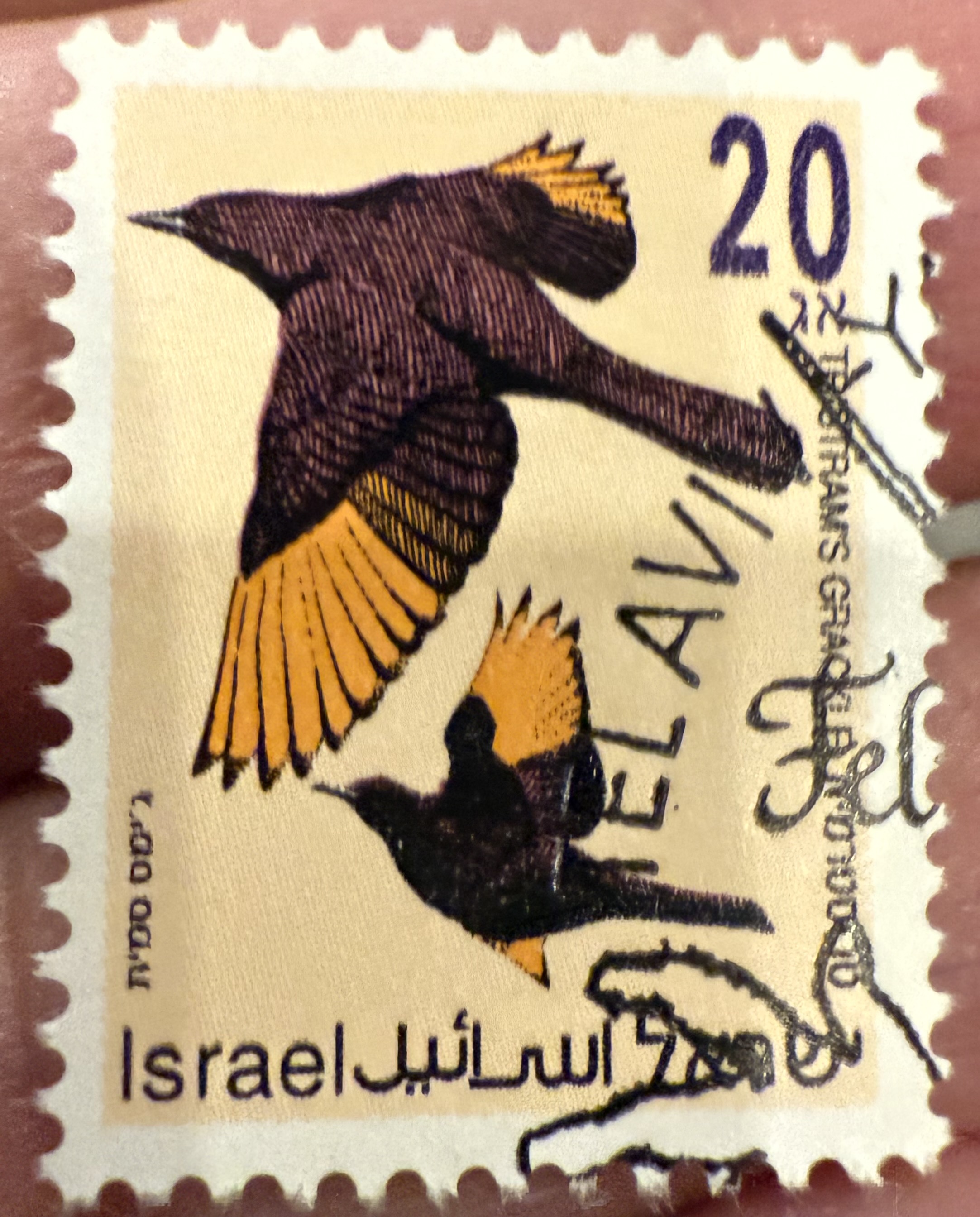 Tristram’s Grackle