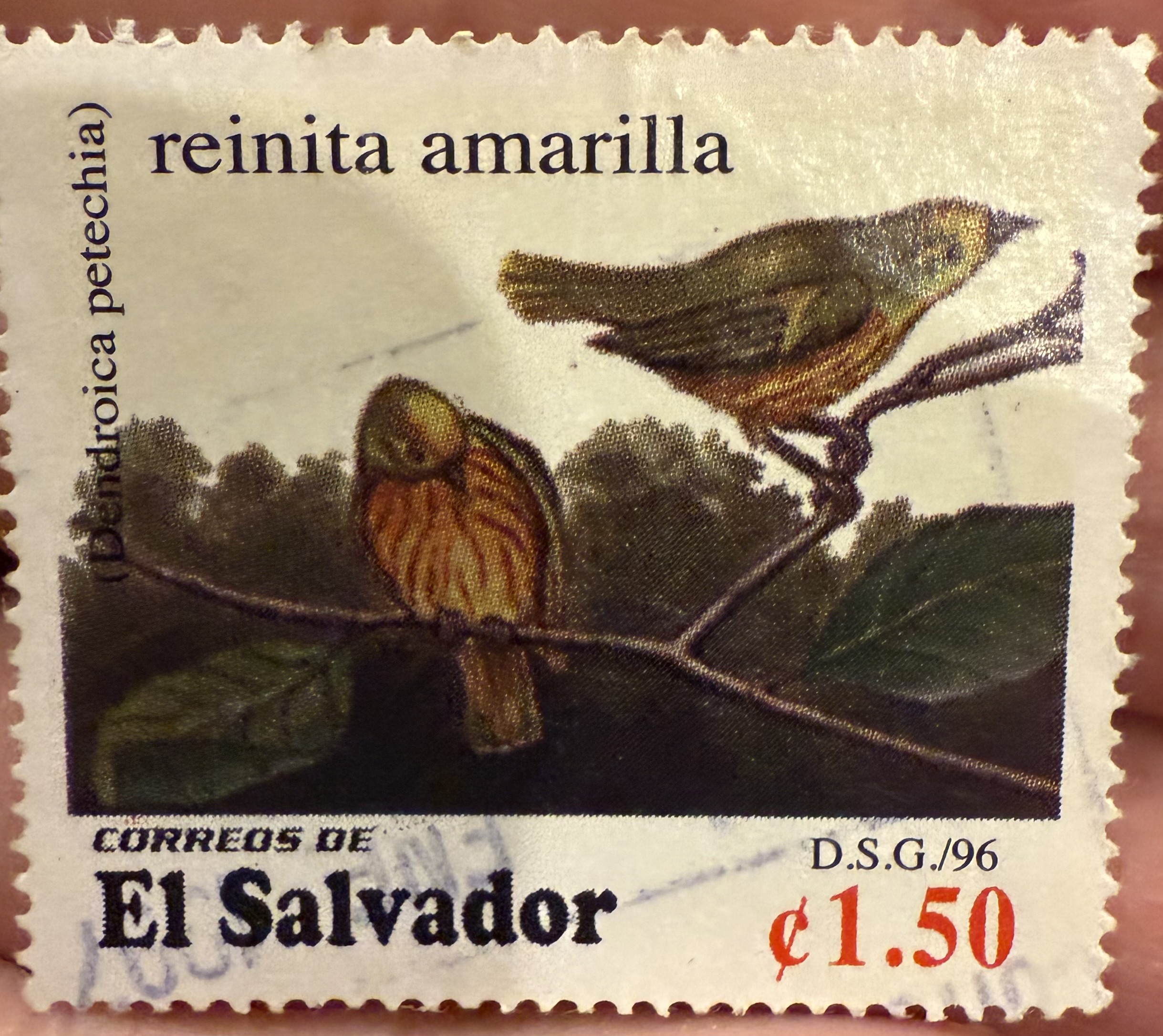 Yellow Warbler- El Salvador