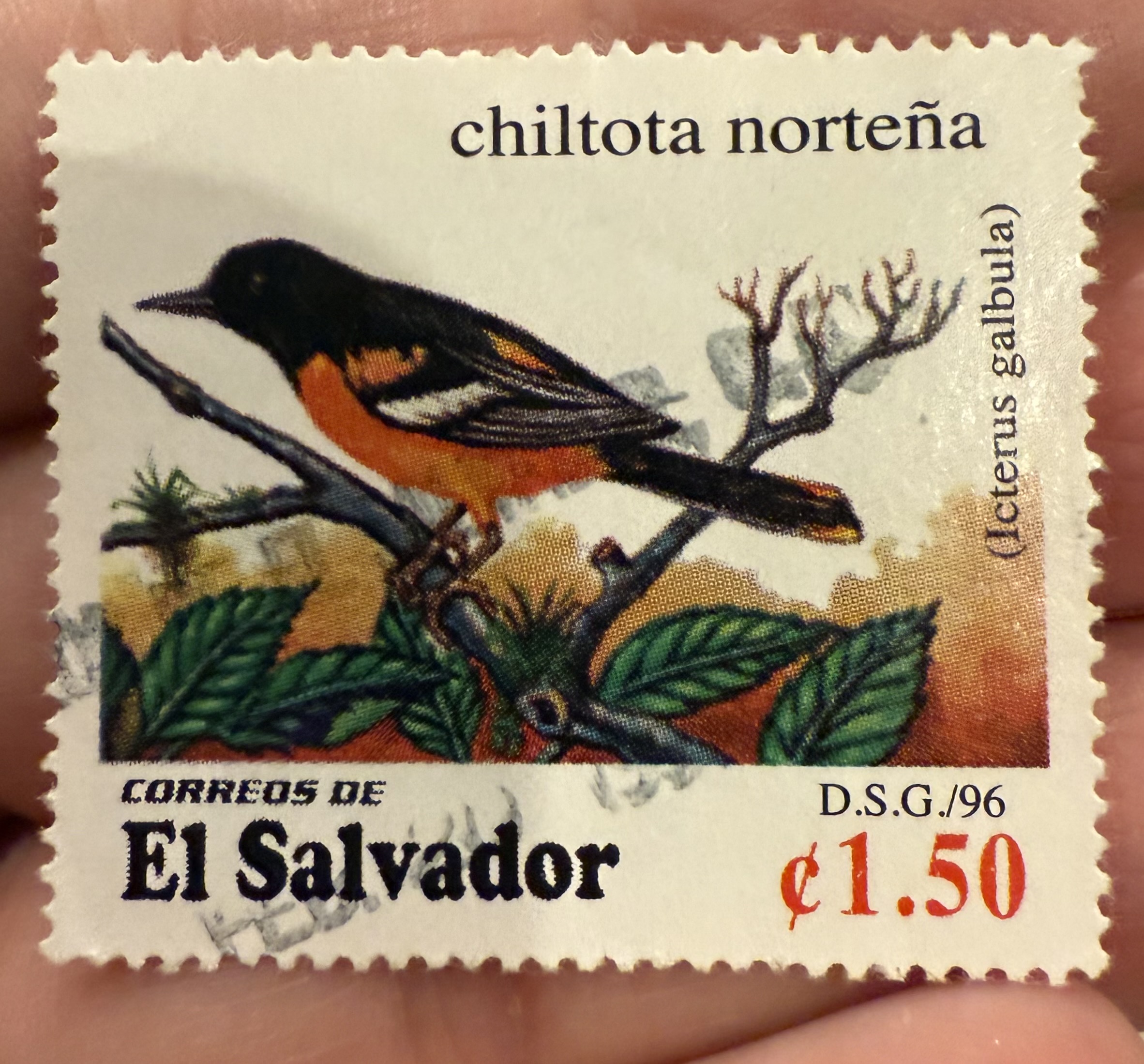 Baltimore Oriole-El Salvador