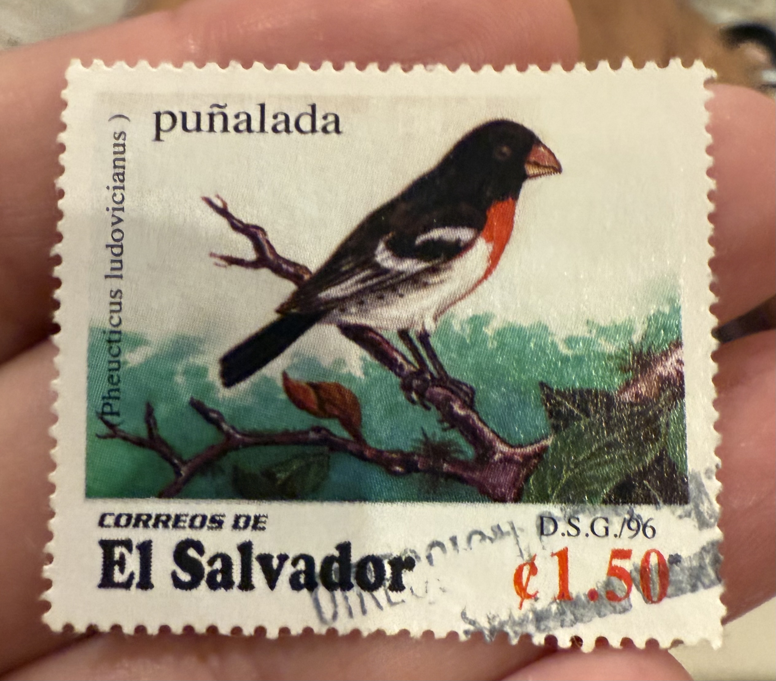 Rose Breasted Grosbeak-El Salvador