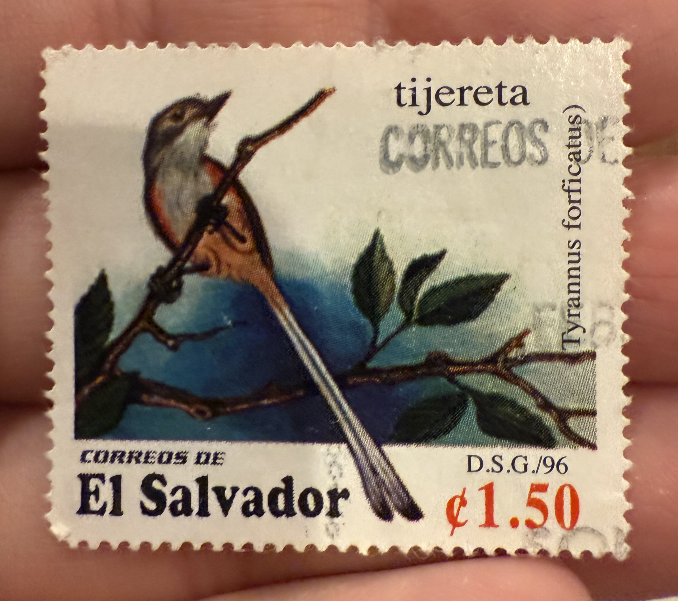 Scissor Tailed Flycatcher