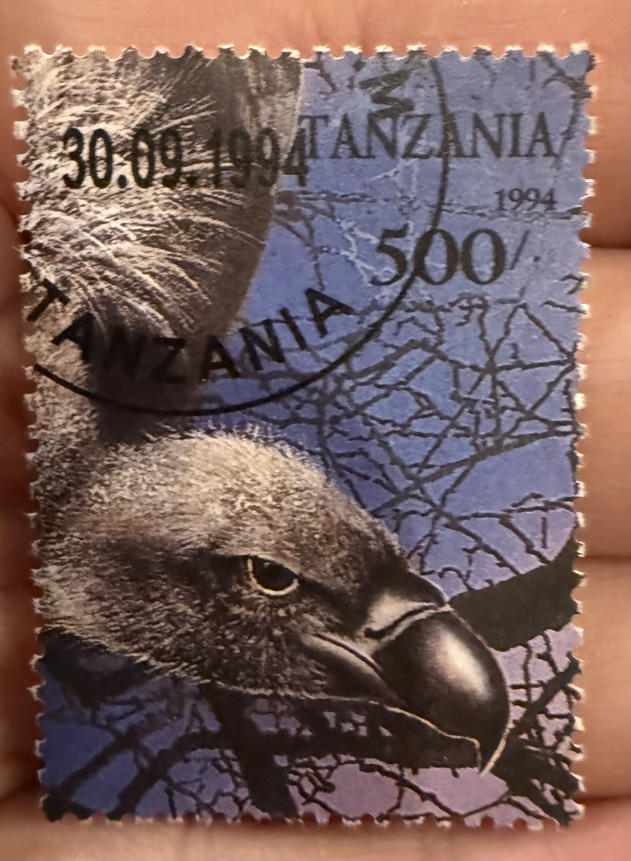 White Backed Vulture