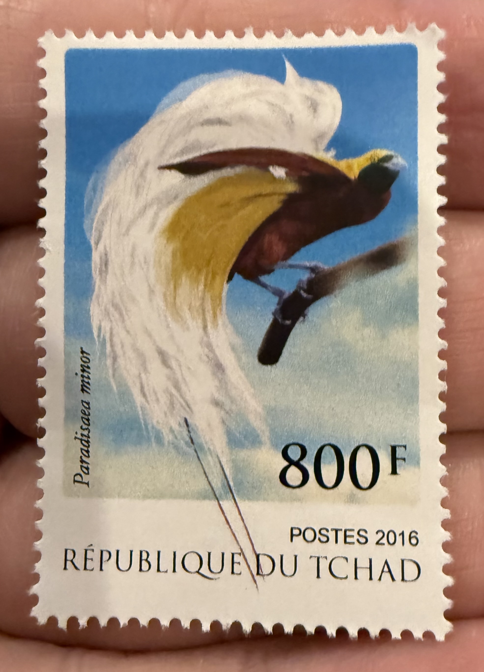 Lesser Bird of Paradise-Chad