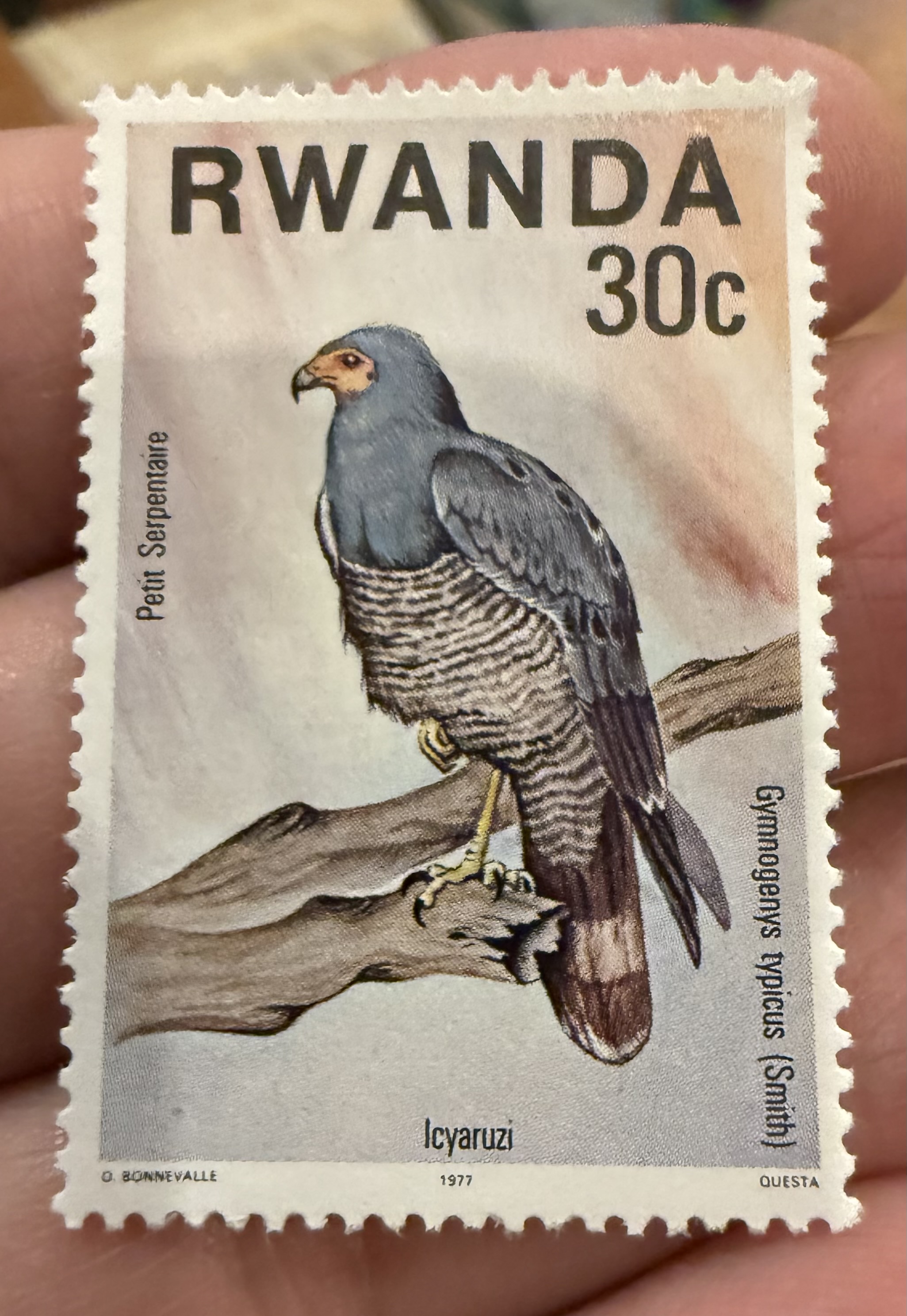 African Harrier Hawk