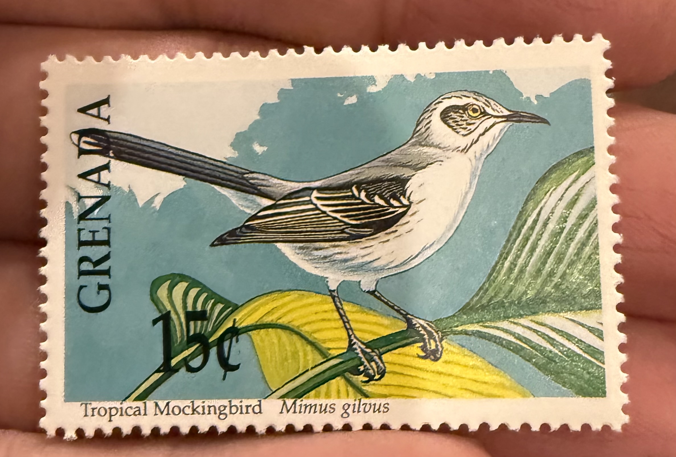 Tropical Mockingbird - Grenada