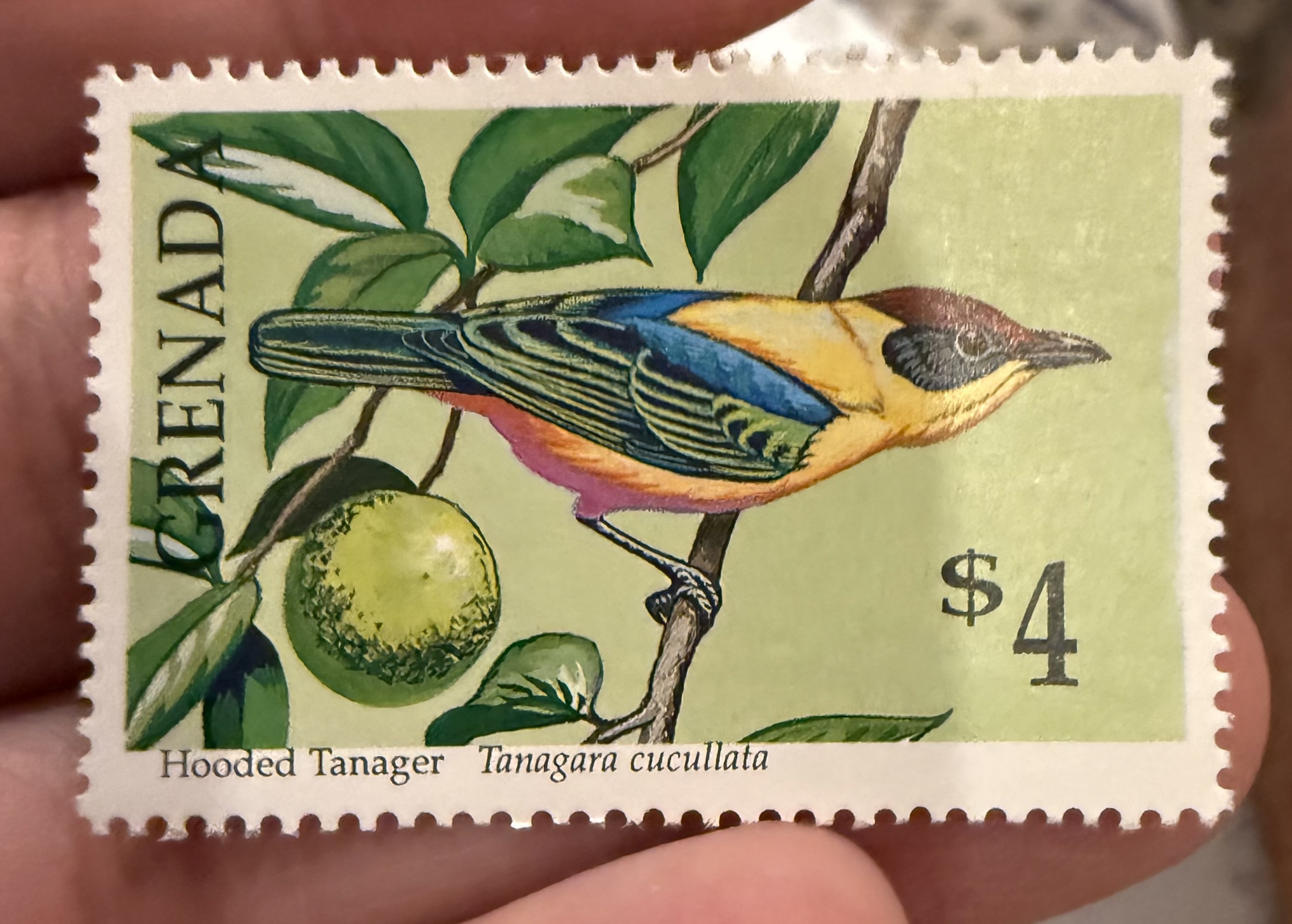 Lesser Antillean Tanager