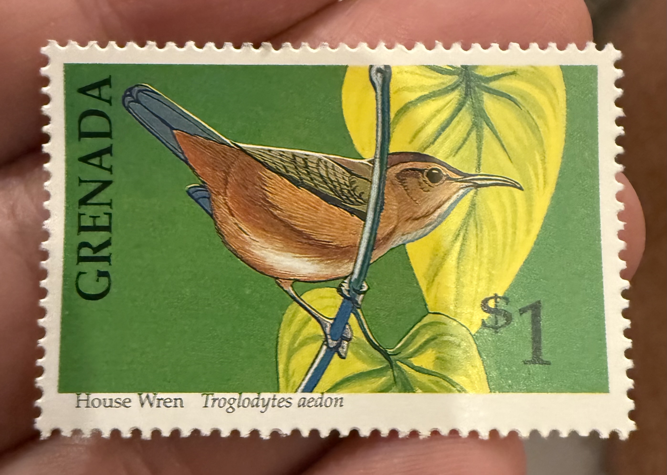 House Wren