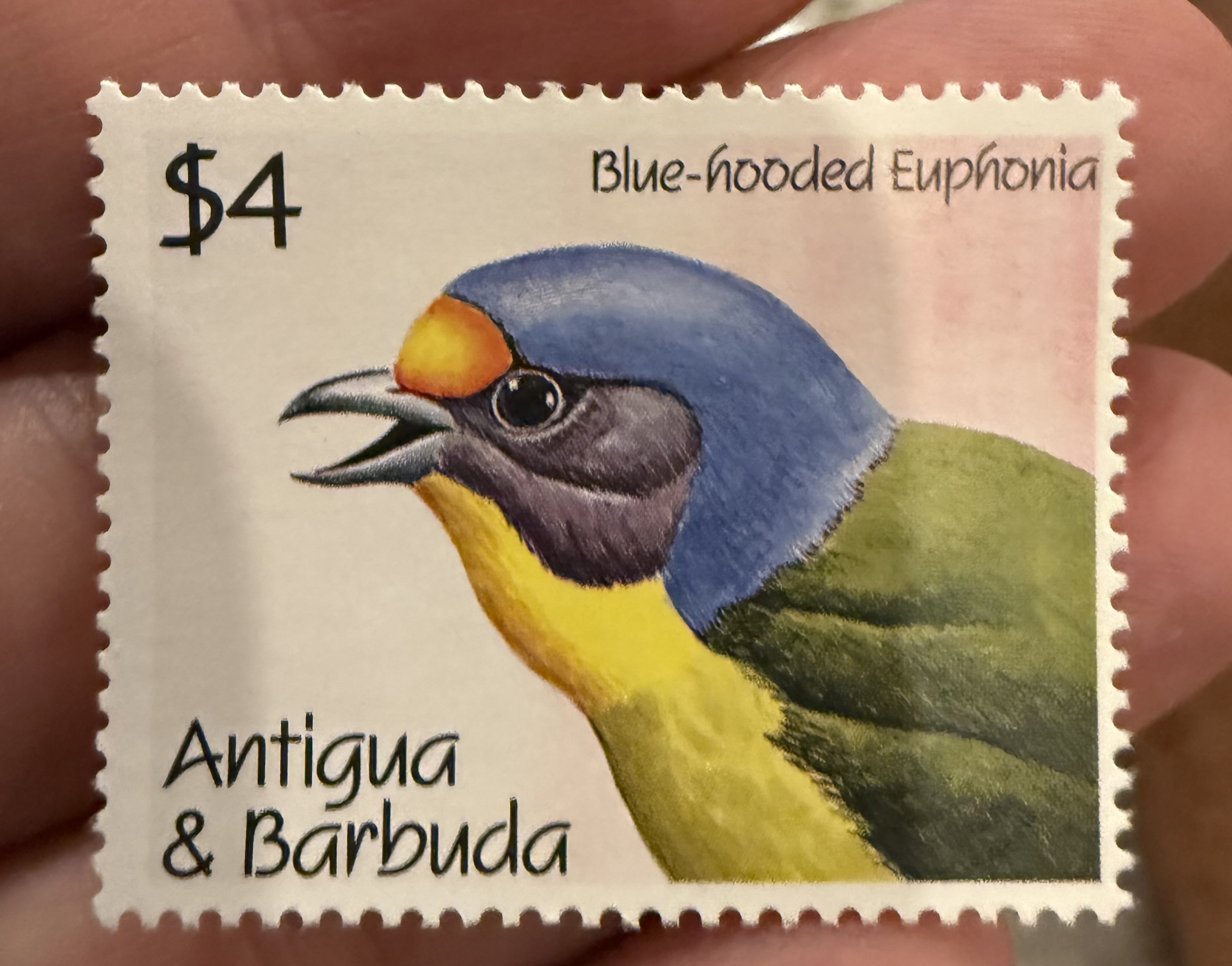 Blue Hooded Euphonia