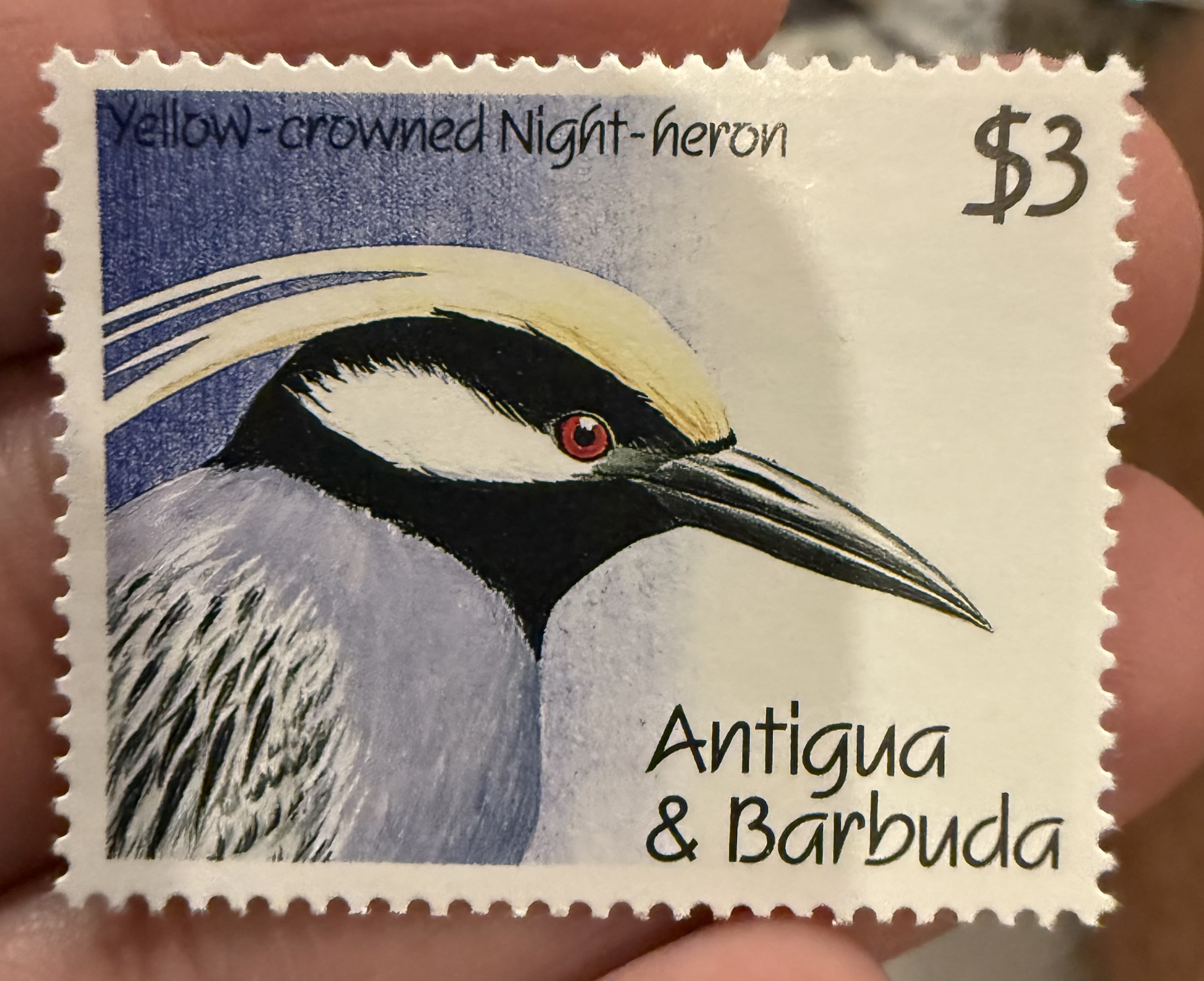Yellow Crowned Night Heron-Antigua