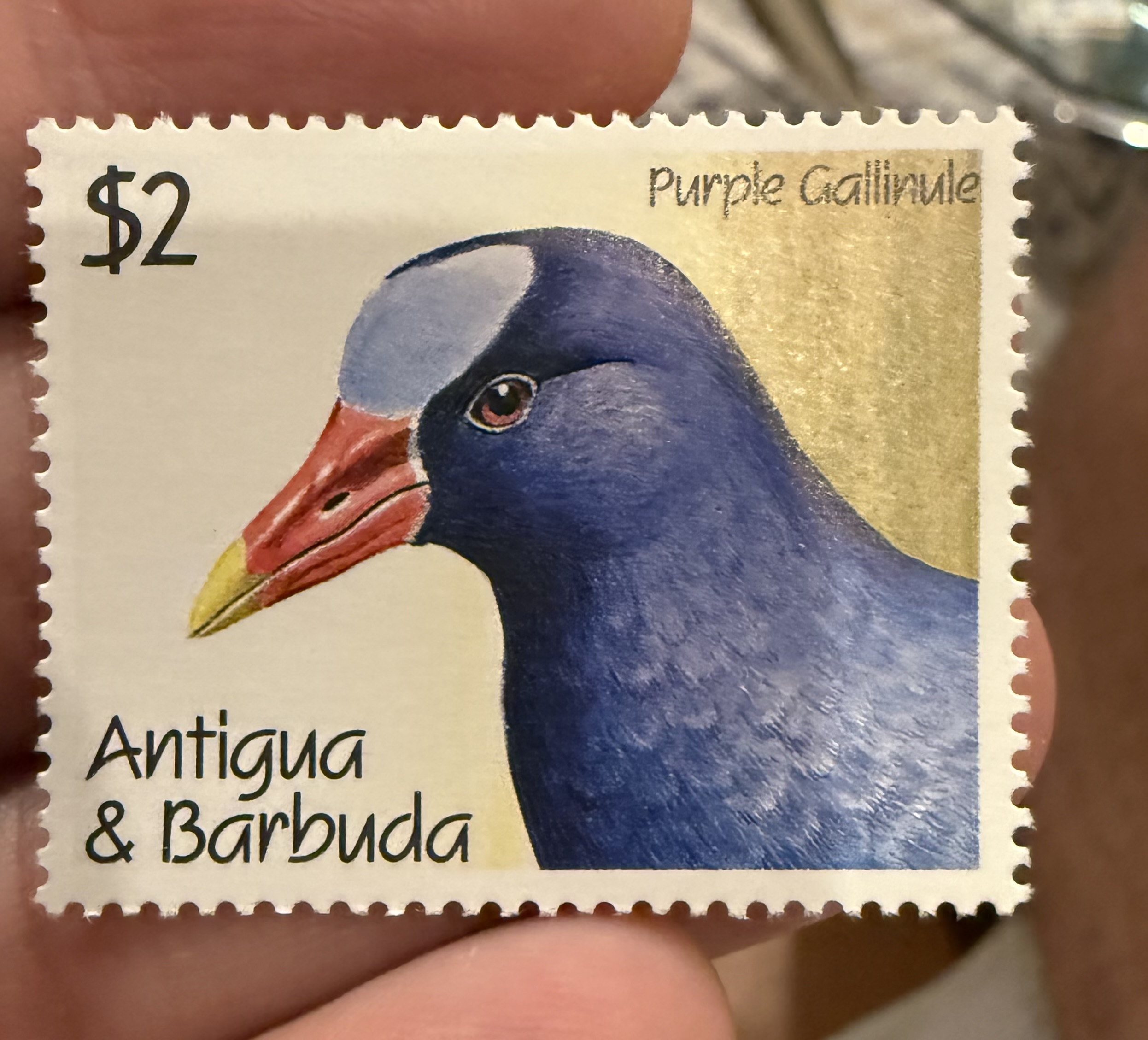 Purple Gallinule-Antigua