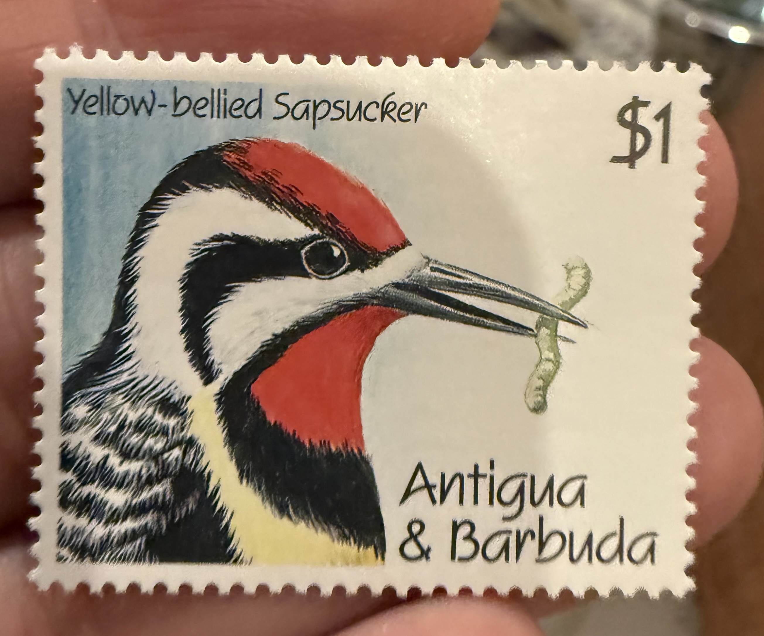 Yellow Bellied Sapsucker
