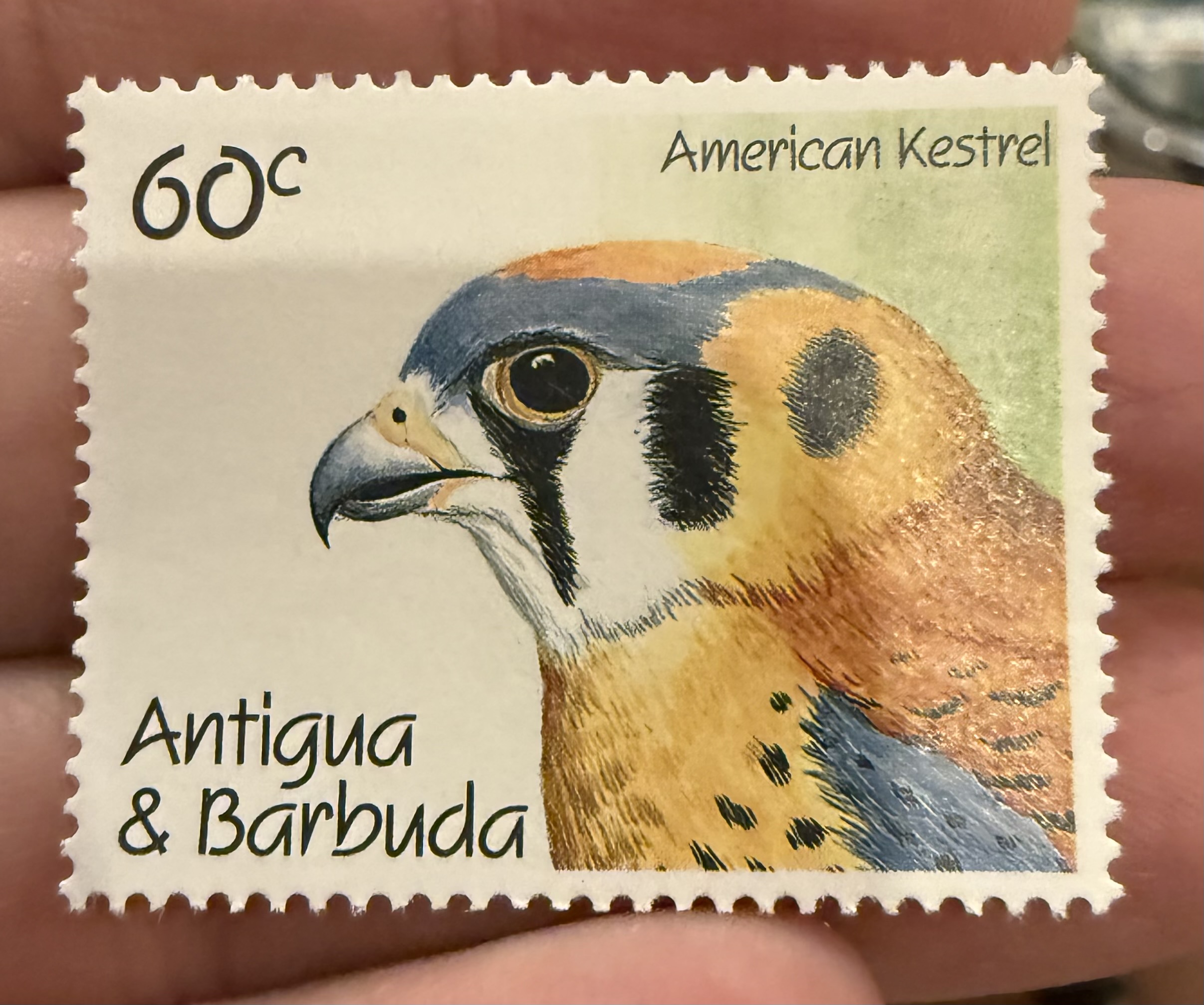 American Kestrel- Antigua