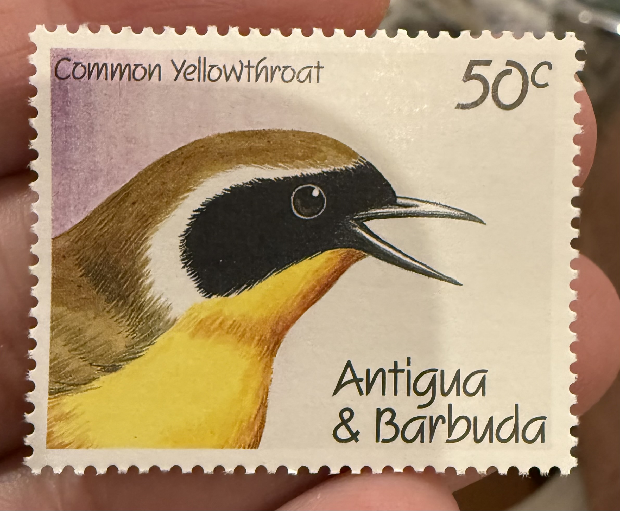 Common Yellowthroat-Antigua
