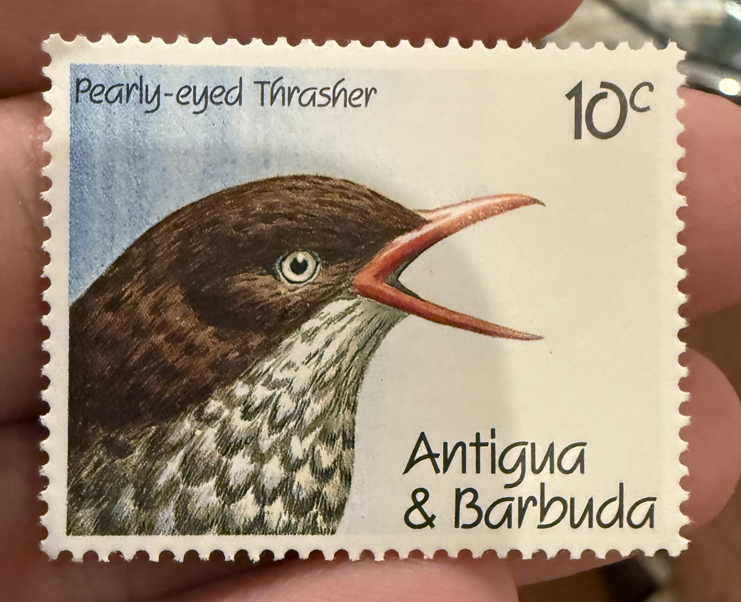 Pearly Eyed Thrasher