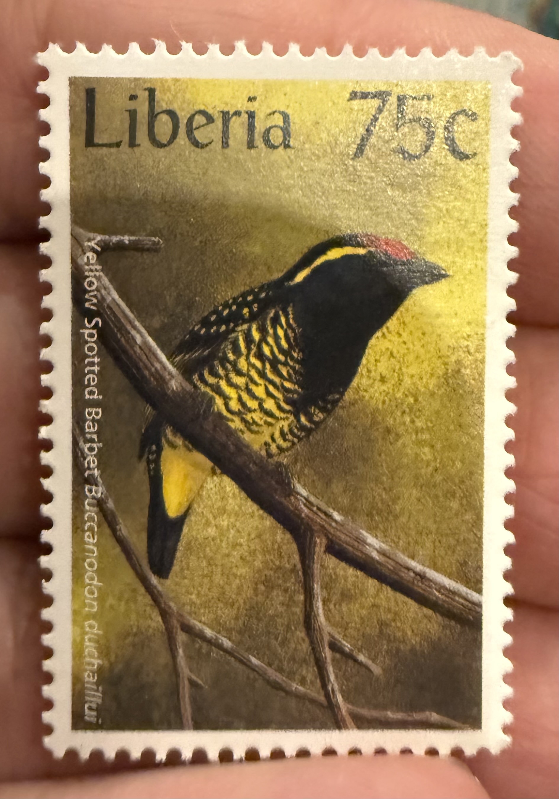 Yellow Throated Barbet