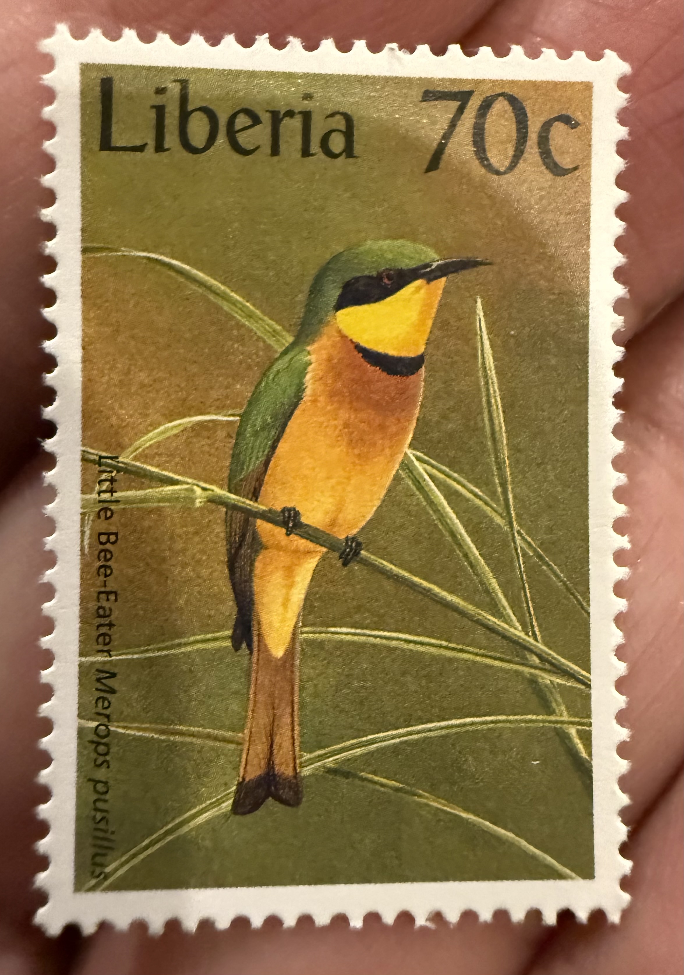 Little Bee Eater-Liberia