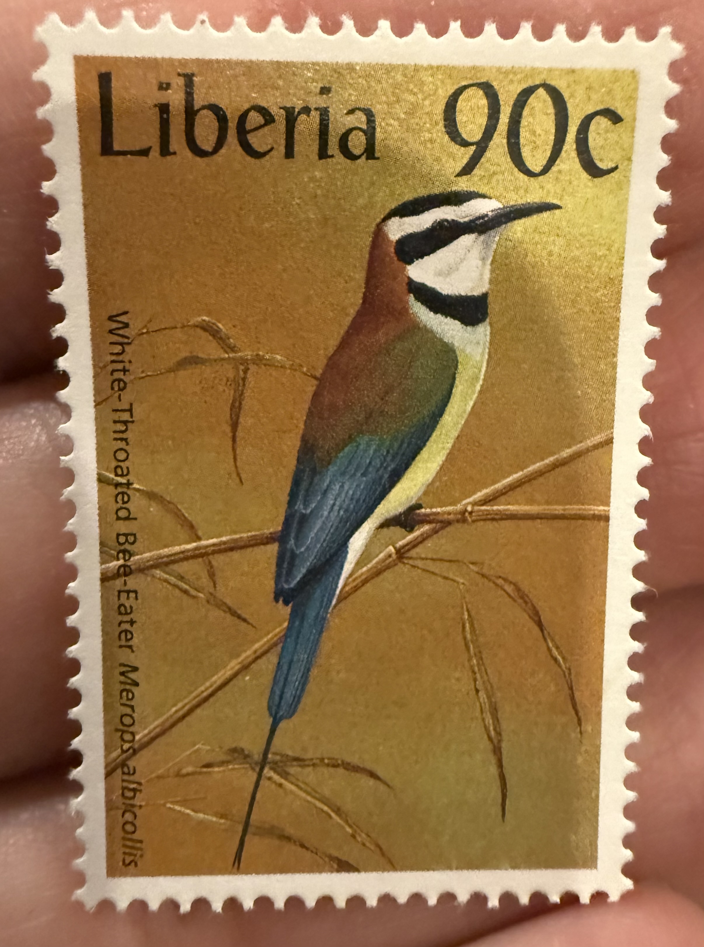 White Throated Bee Eater