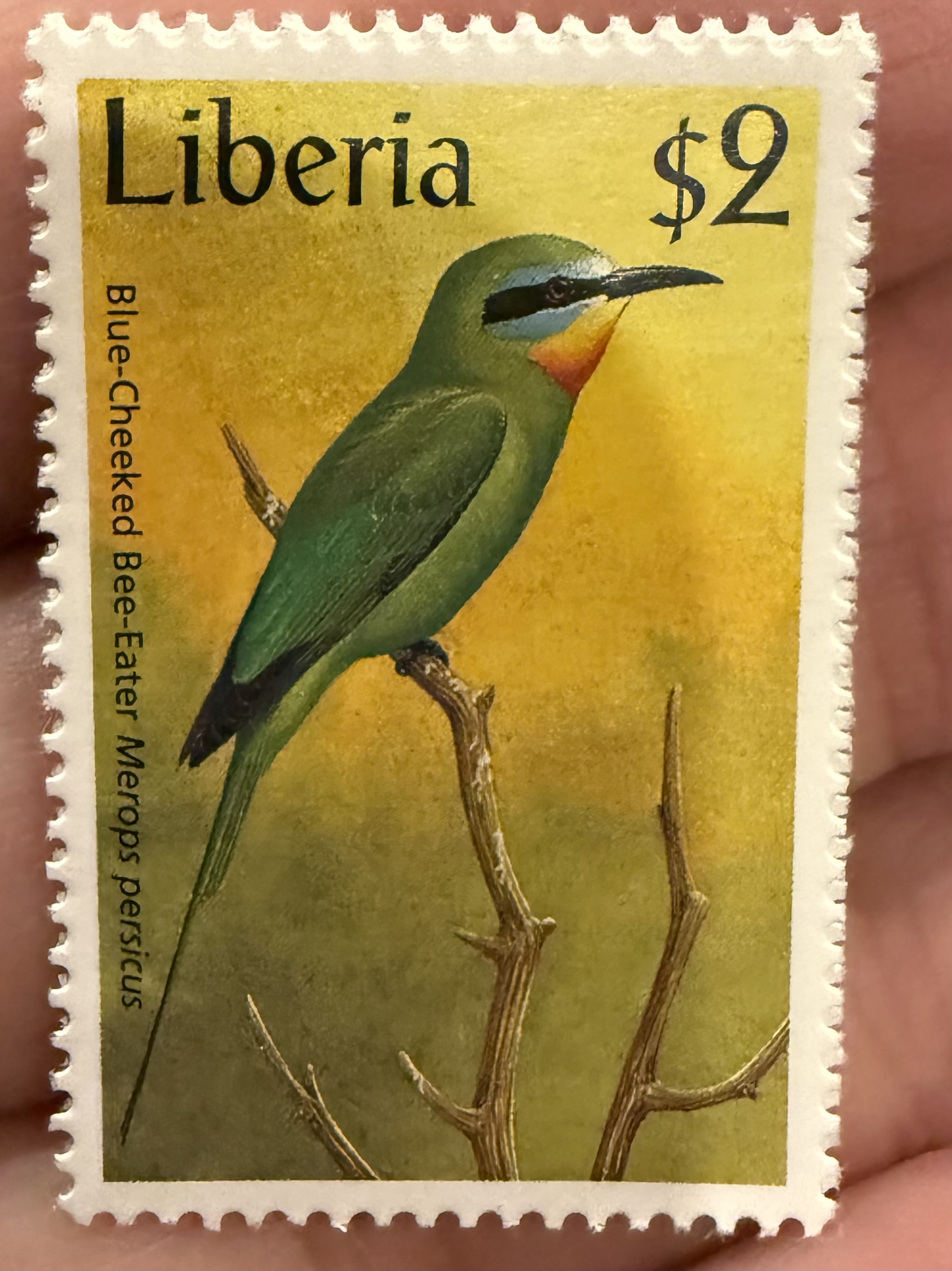 Blue Cheeked Bee Eater