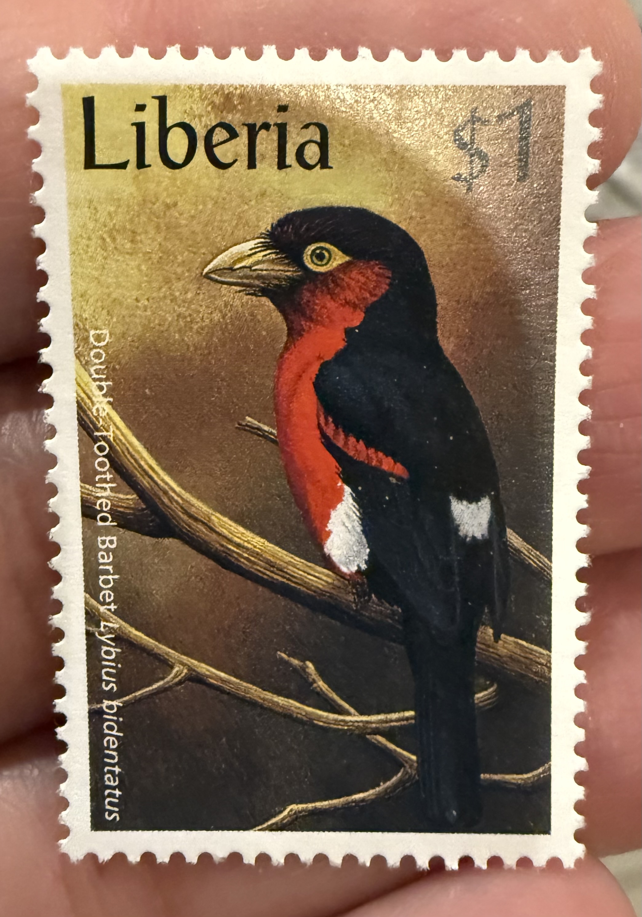 Double Toothed Barbet