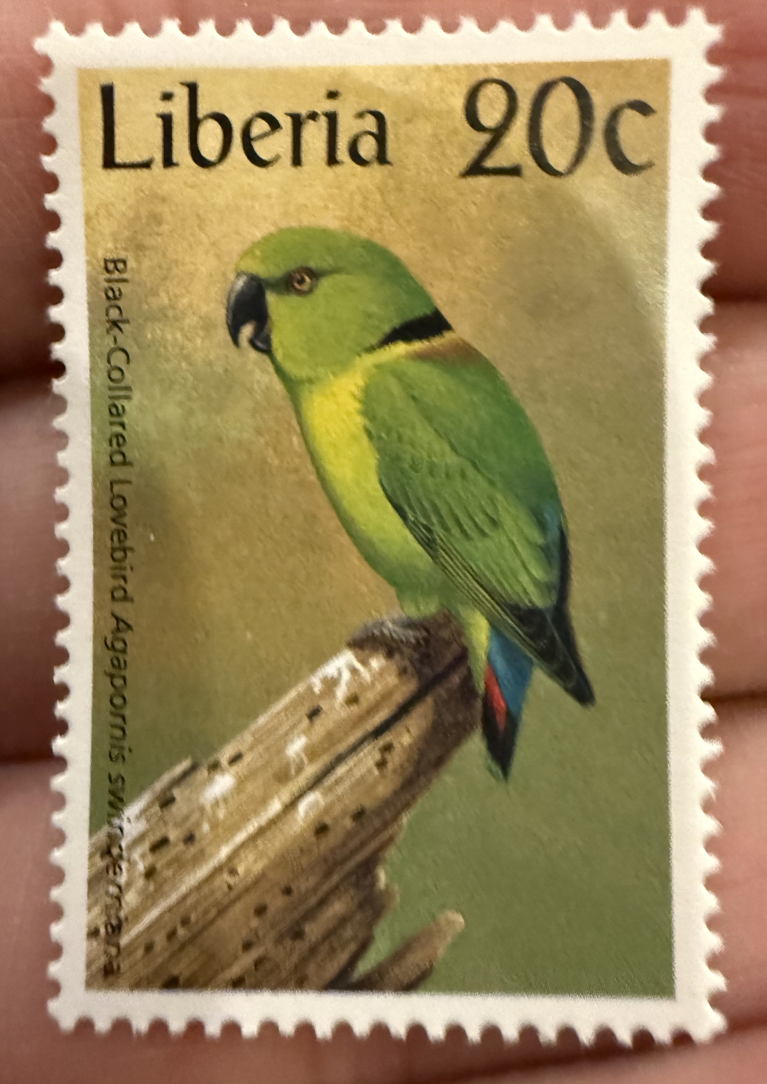 Black Collared Lovebird