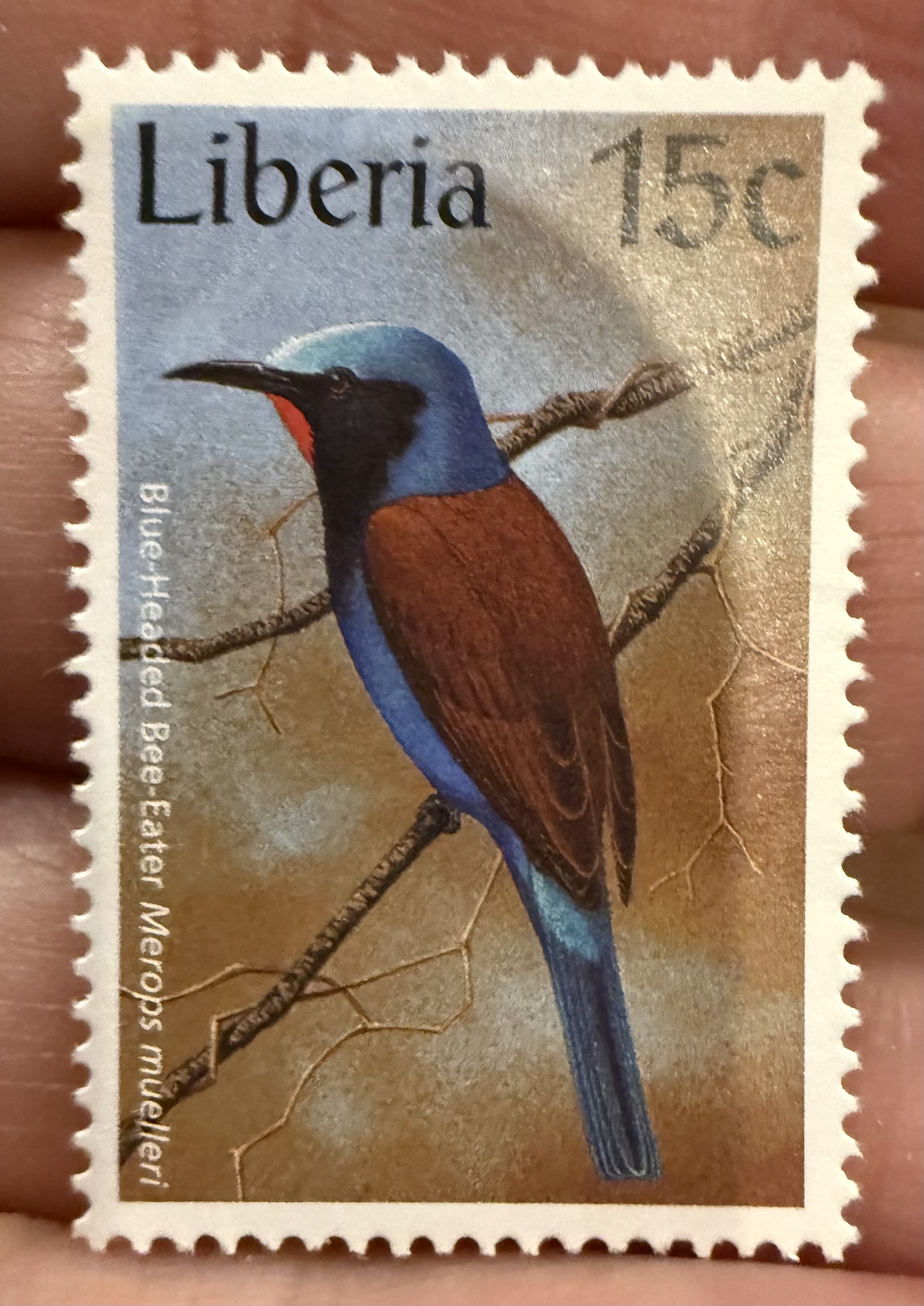 Blue Headed Bee Eater