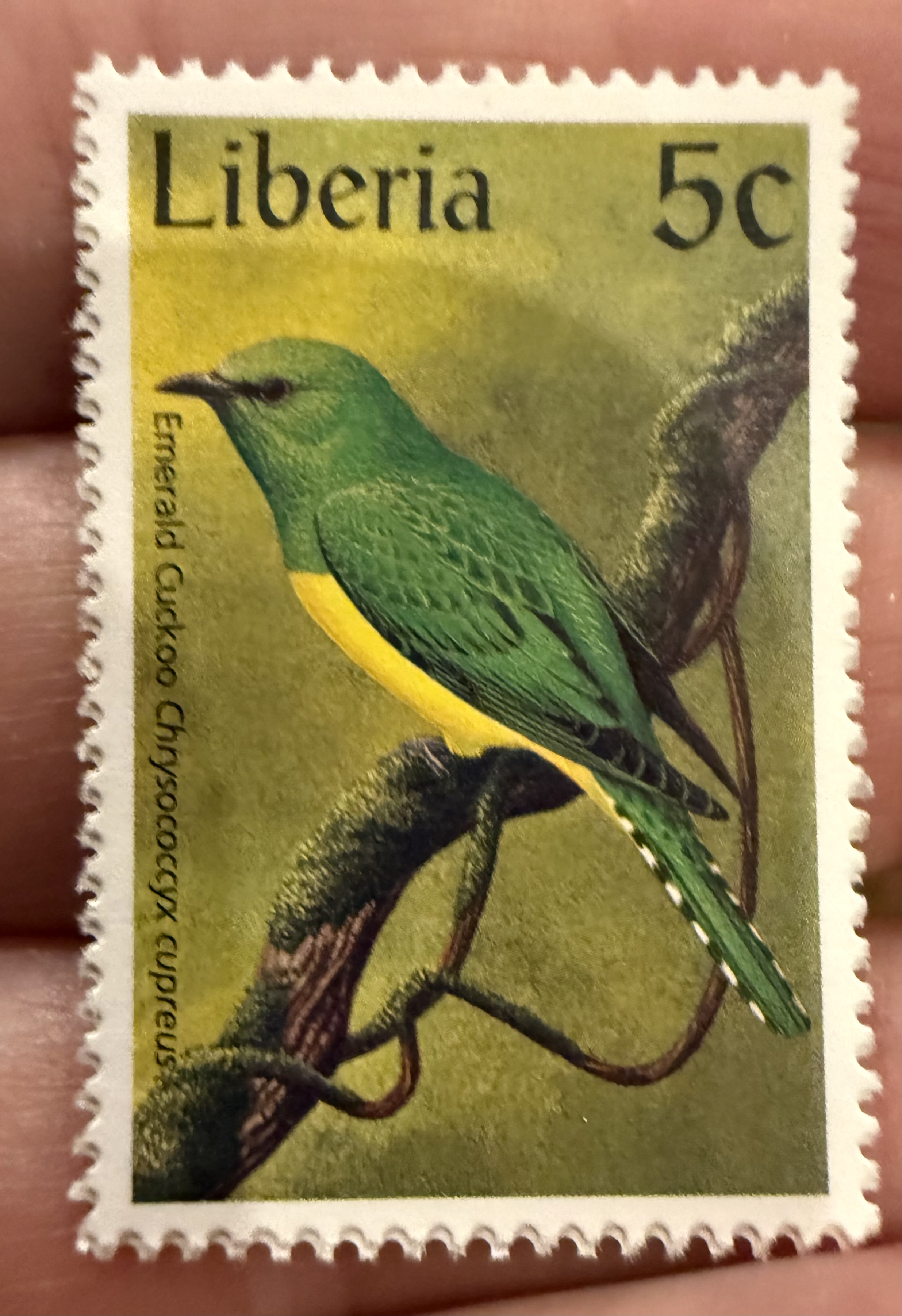 Emerald Cuckoo