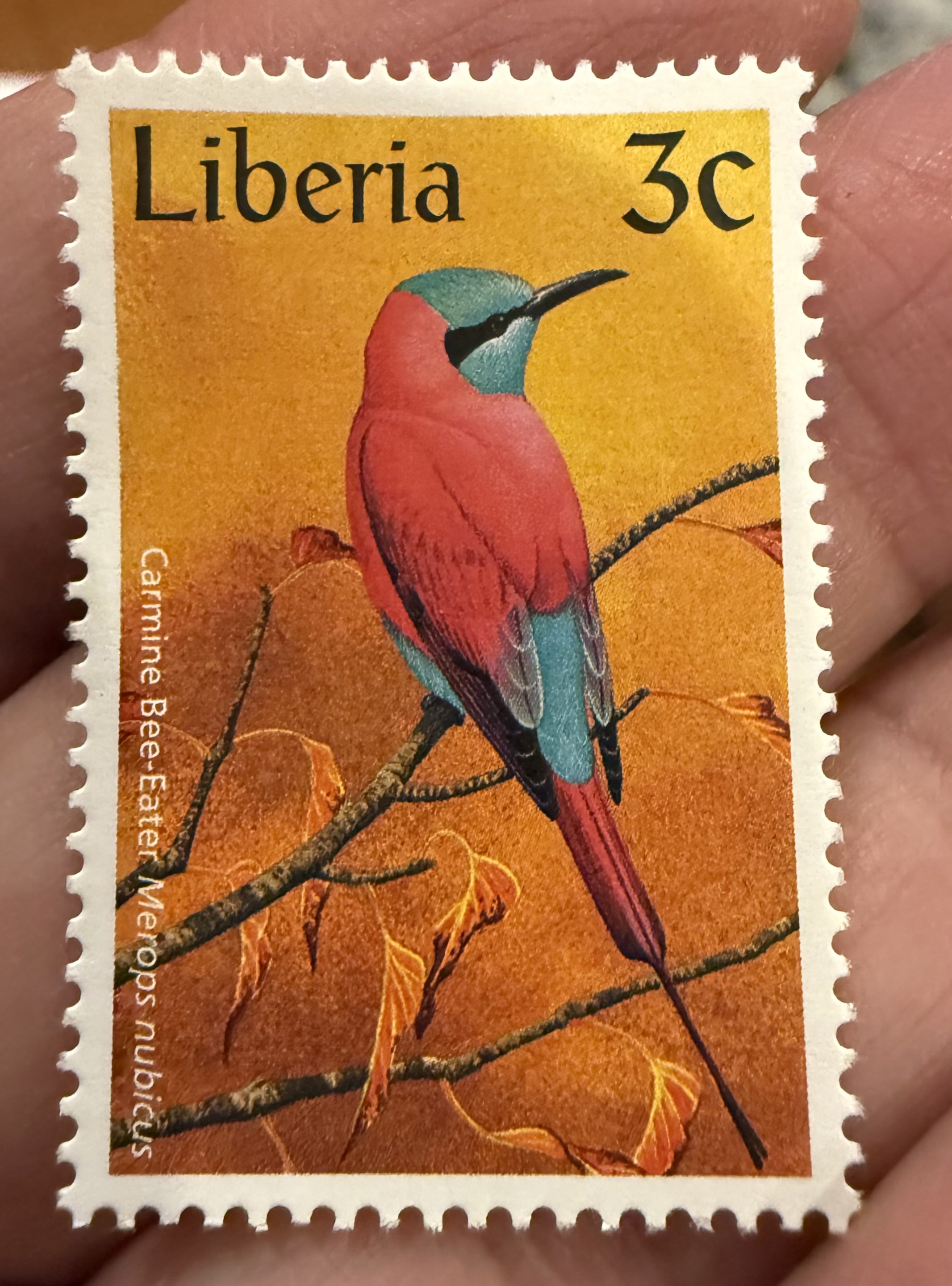 North Carmine Bee Eater